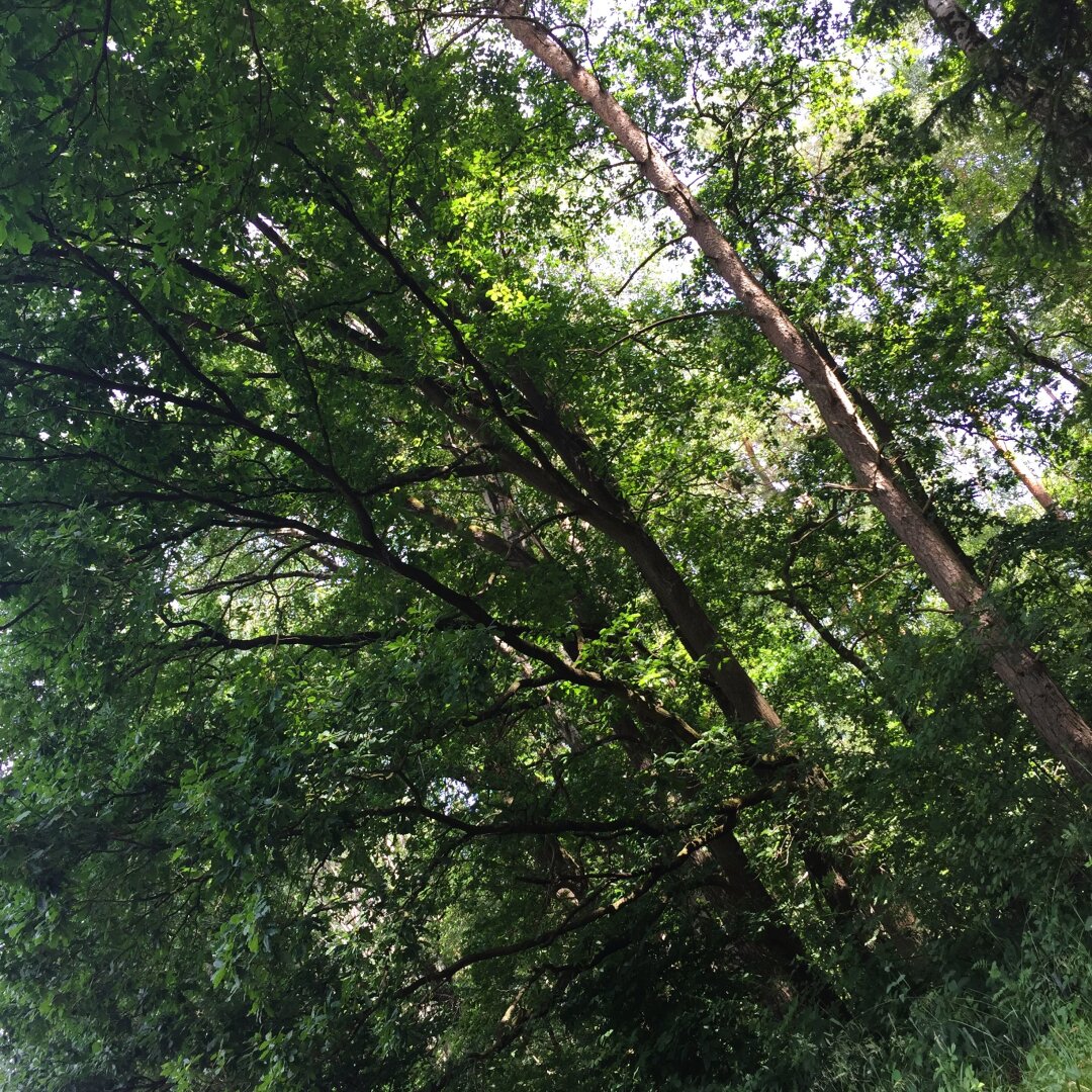 Some green leafy trees pictured from below and facing the sky, with the sun peeking through the branches