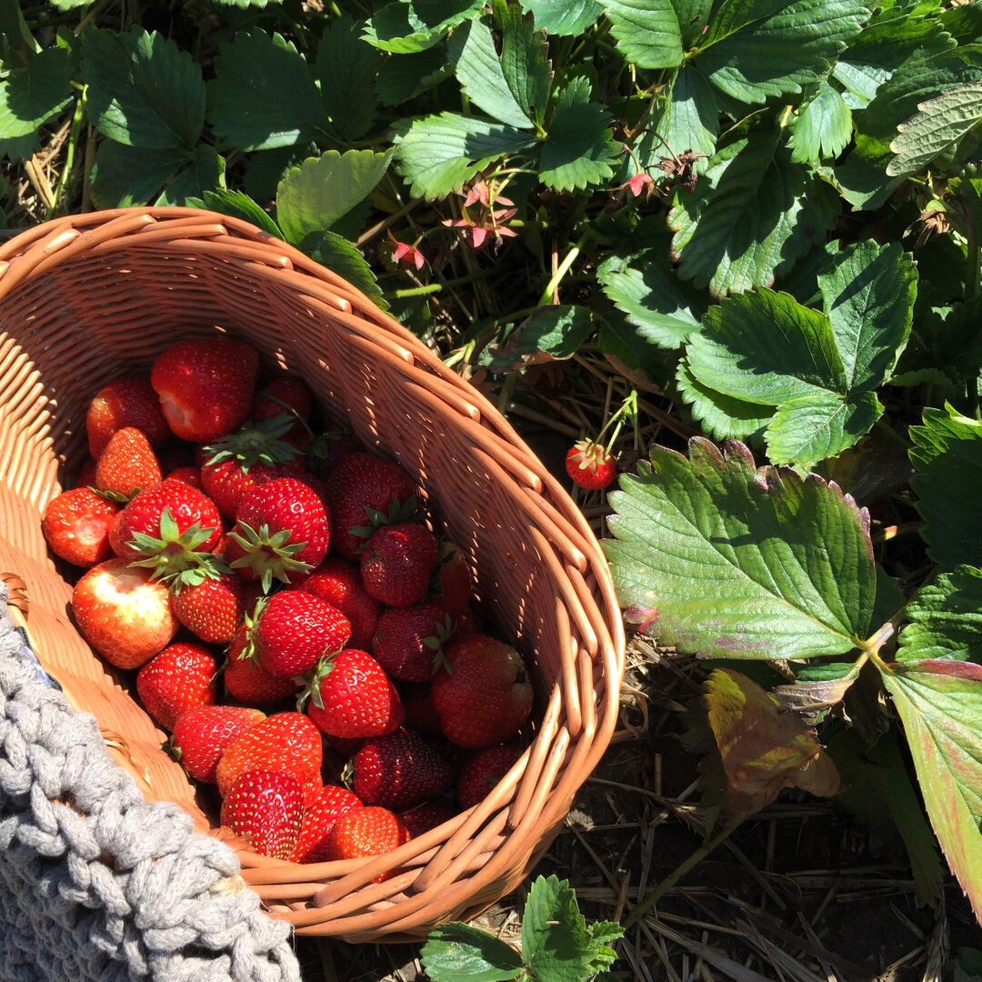 A wicker basket with a grey crocheted dolly attached to it as a cover is standing in a strawberry patch, filled with fresh red strawberries. The sun is shining upon it.