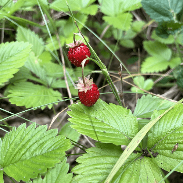 Wild strawberries are growing in the forest.