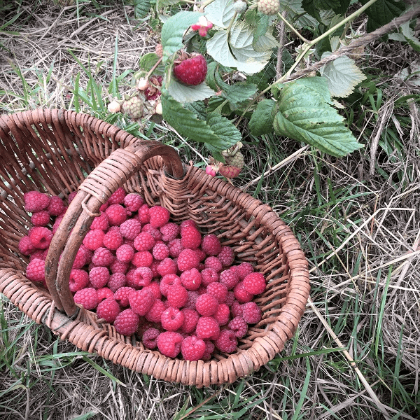 A woven wicker basket filled with freshly picked wild raspberries in various shades of red and pink. The basket rests in the grass with raspberries growing above it. This photo highlights seasonal foraging and evokes the rustic charm of hand-gathered ingredients for a fantasy-inspired LARP treat.