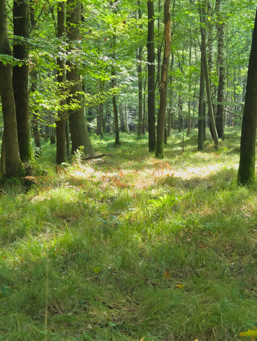 Beginning of autumn – forest in southern Poland