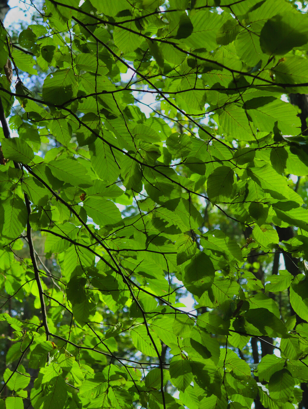 Beginning of autumn – forest in southern Poland