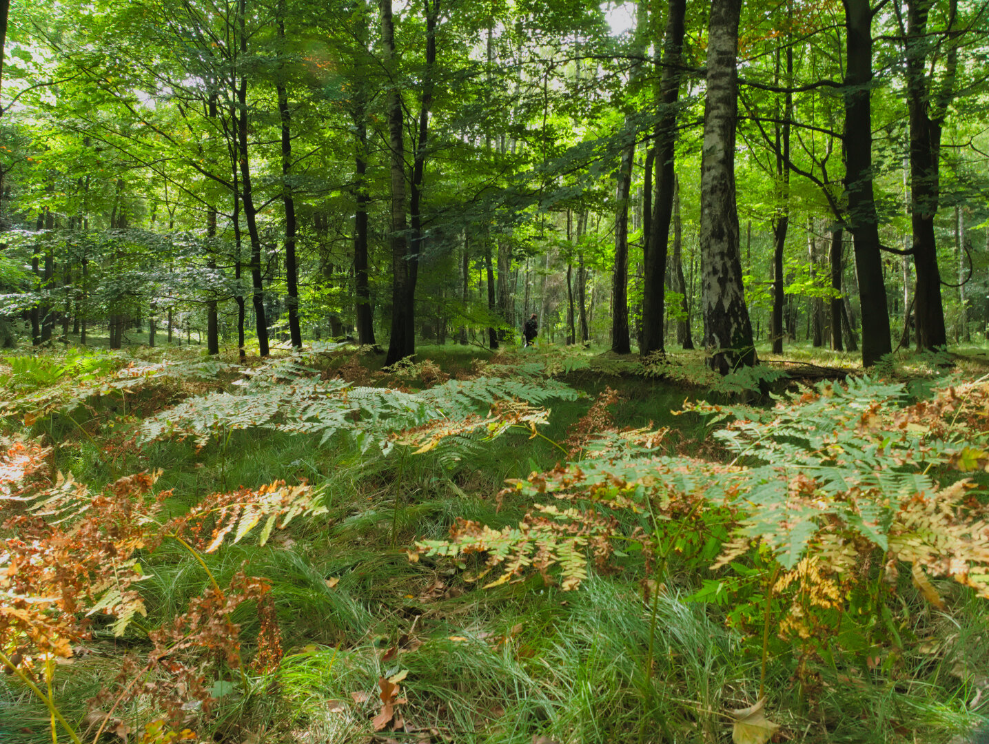 Beginning of autumn – forest in southern Poland