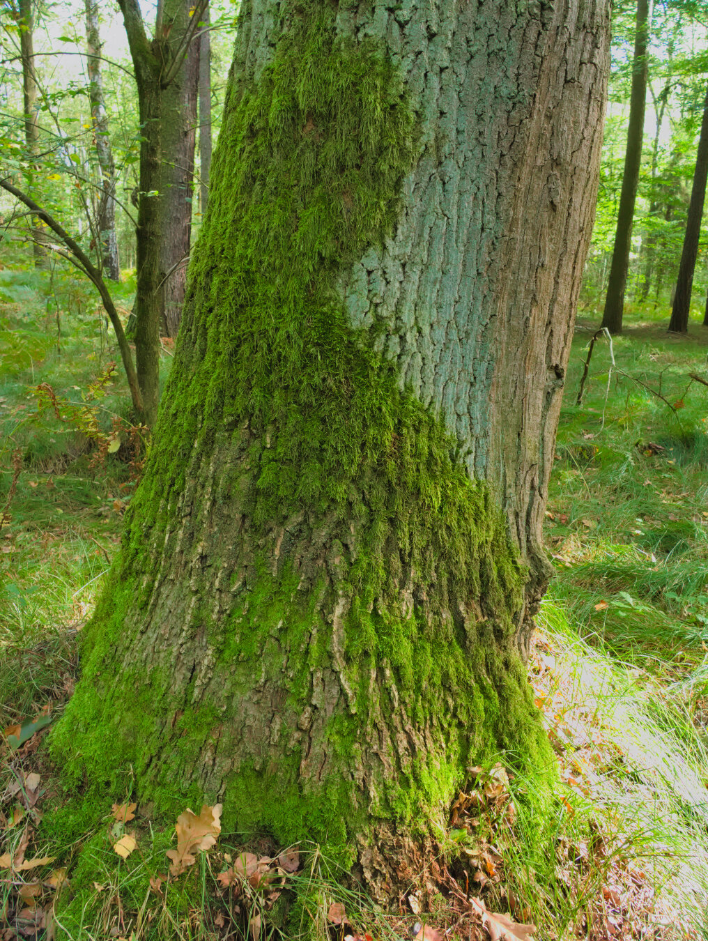 Beginning of autumn – forest in southern Poland