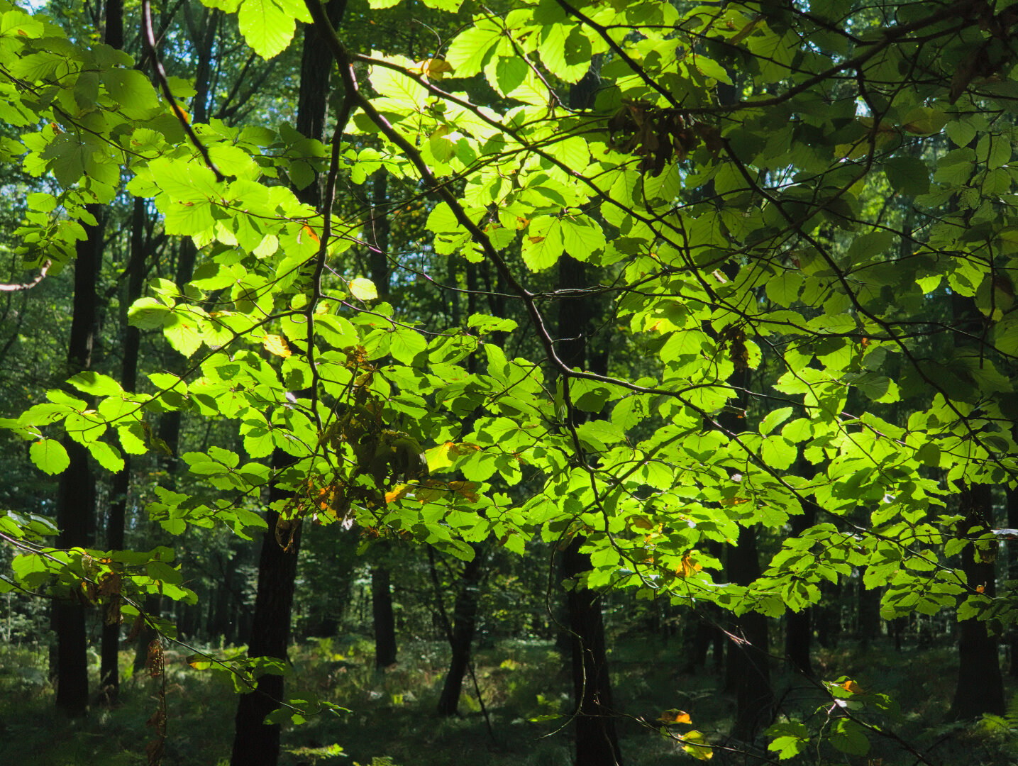 Beginning of autumn – forest in southern Poland