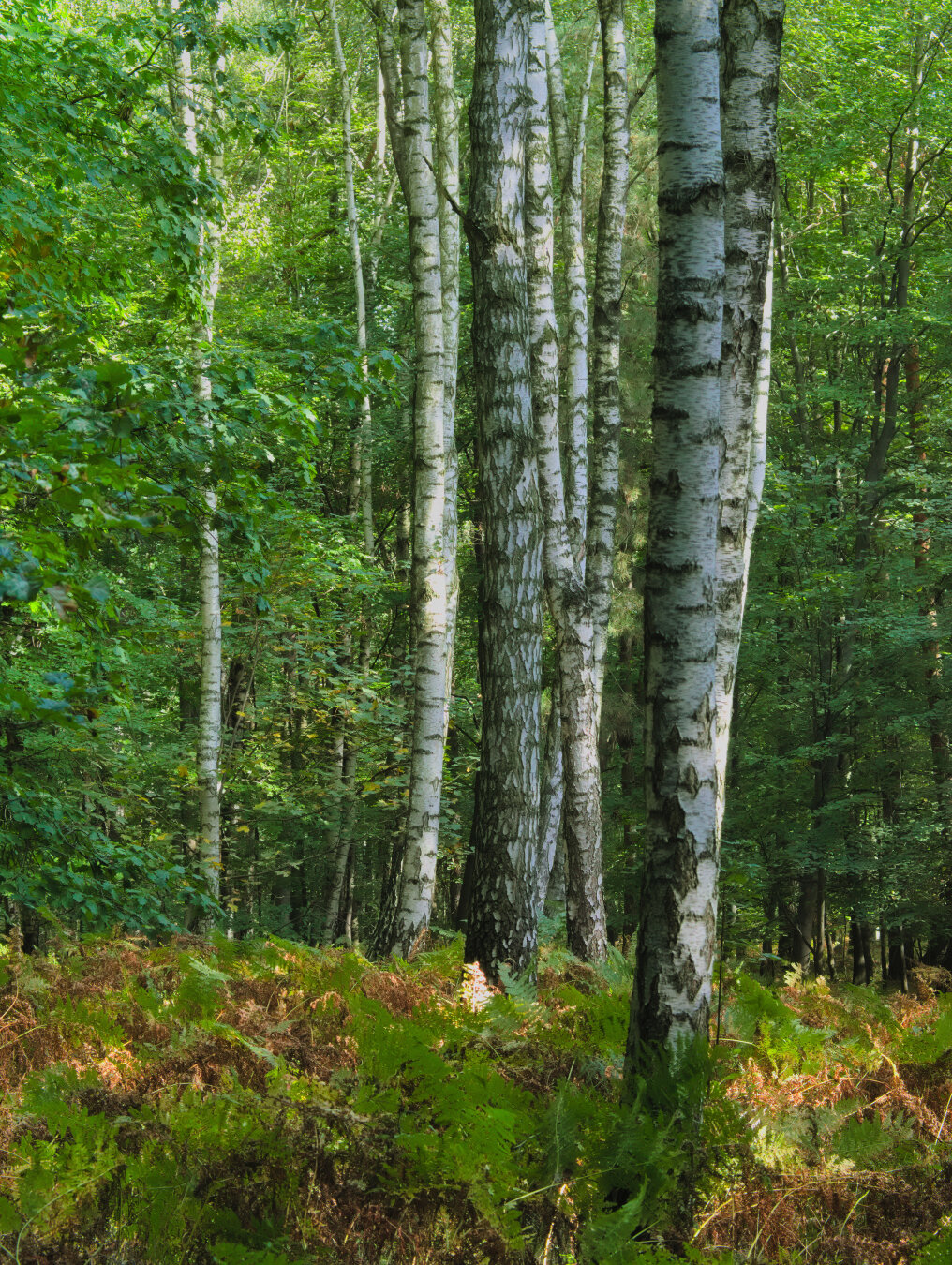 Beginning of autumn – forest in southern Poland