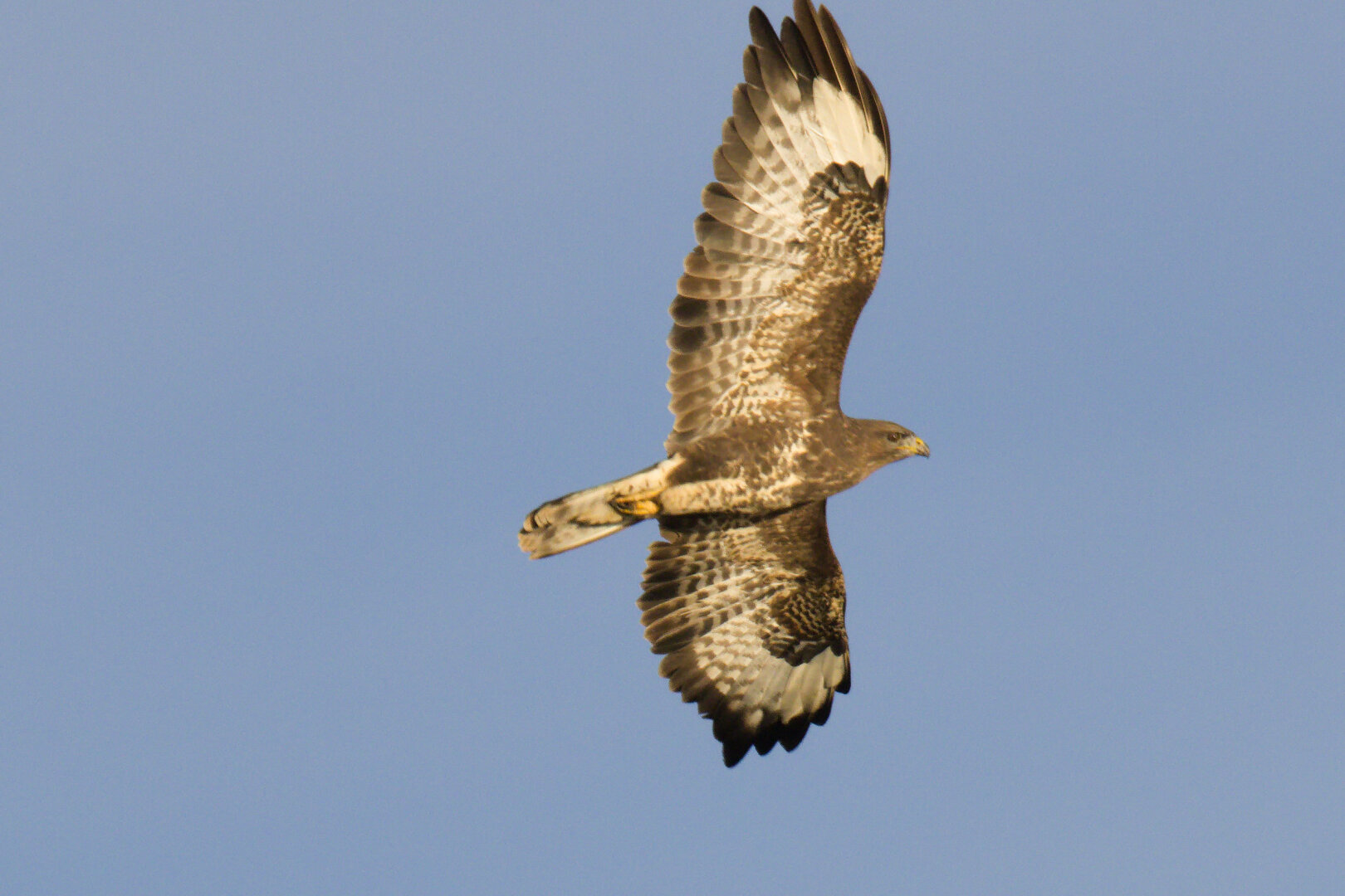 Common Buzzard (Buteo buteo)