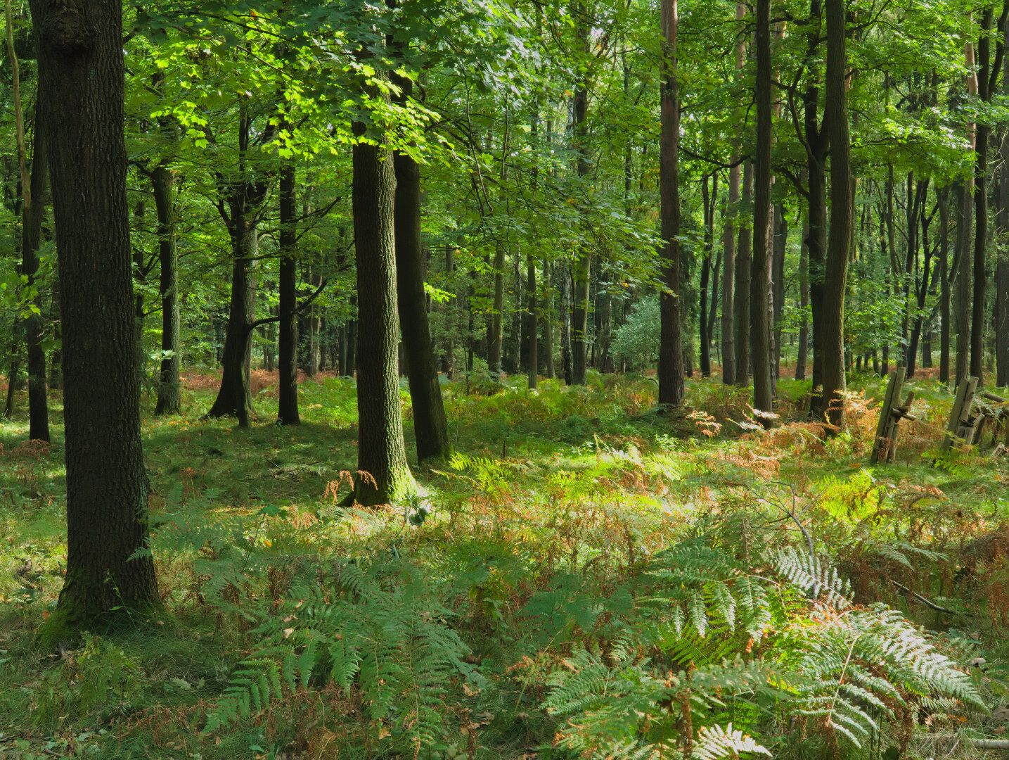 Beginning of autumn – forest in southern Poland