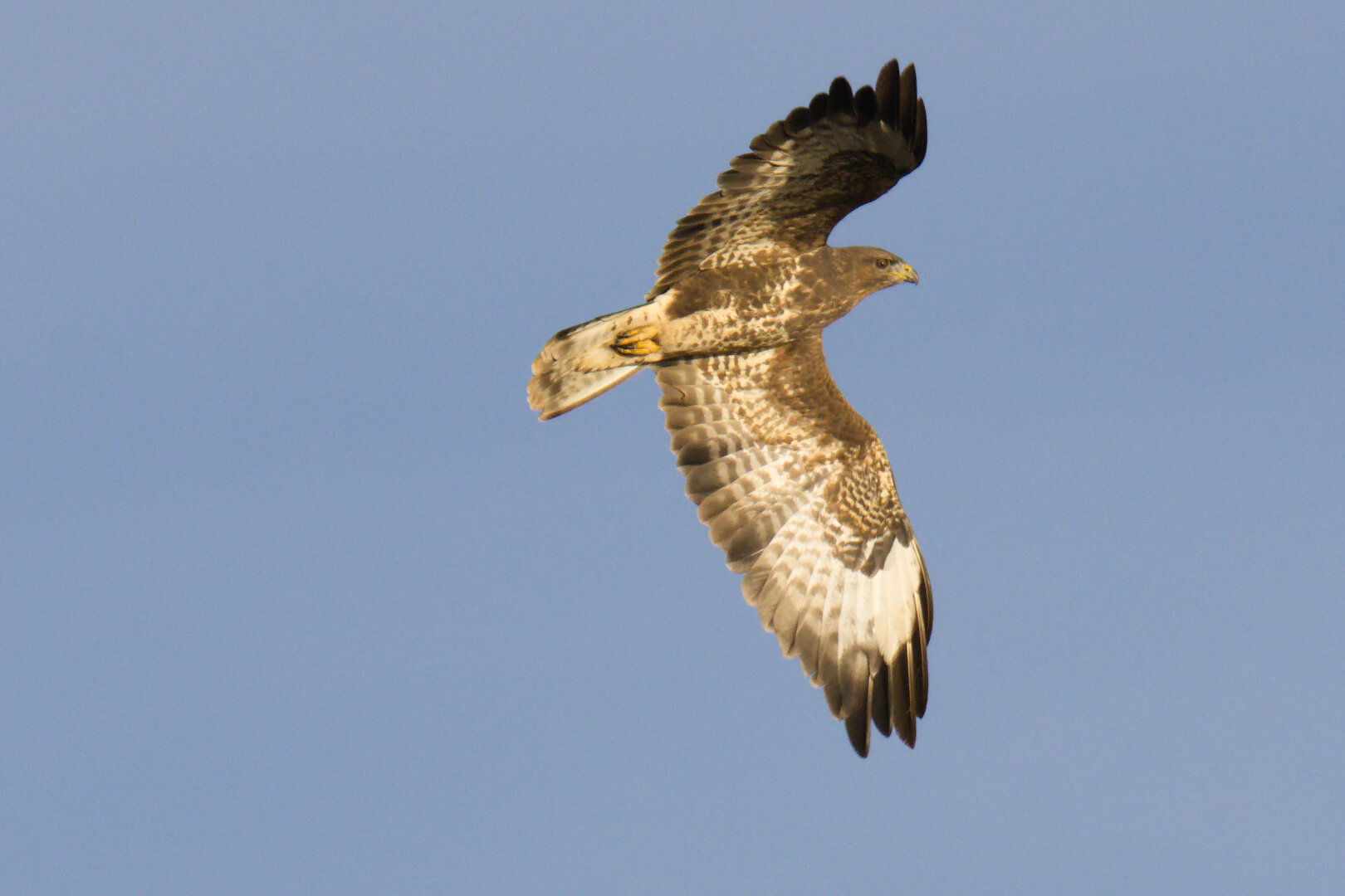 Common Buzzard (Buteo buteo)