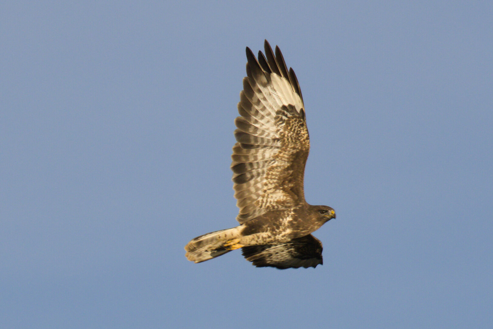 Common Buzzard (Buteo buteo)