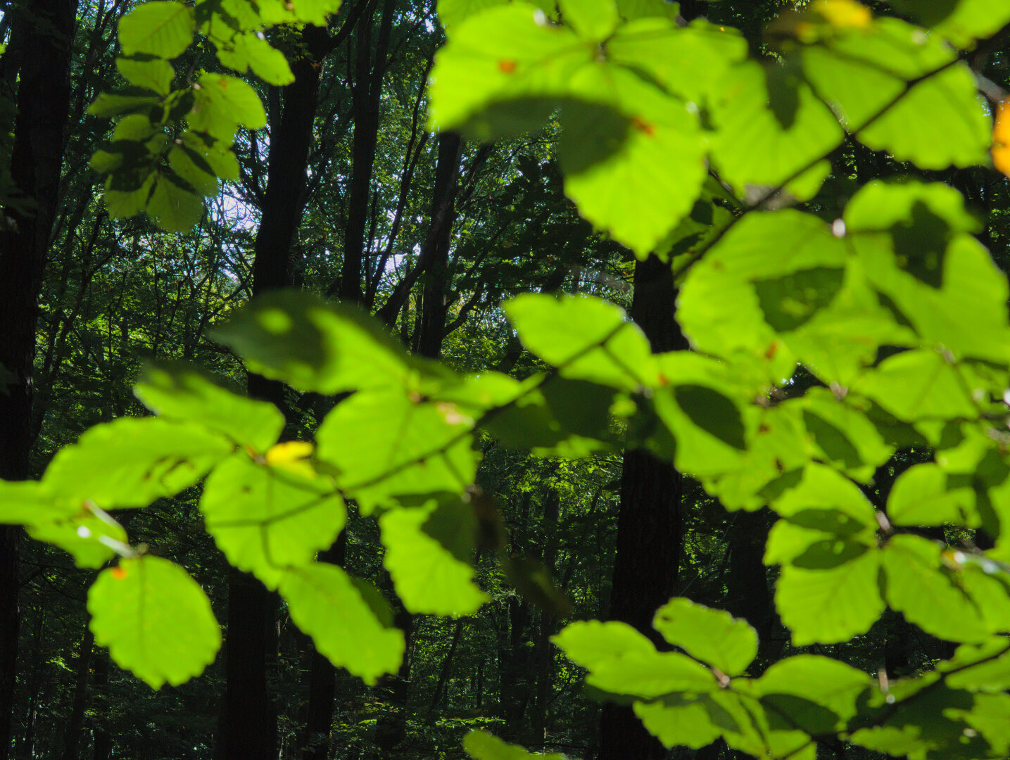 Beginning of autumn – forest in southern Poland