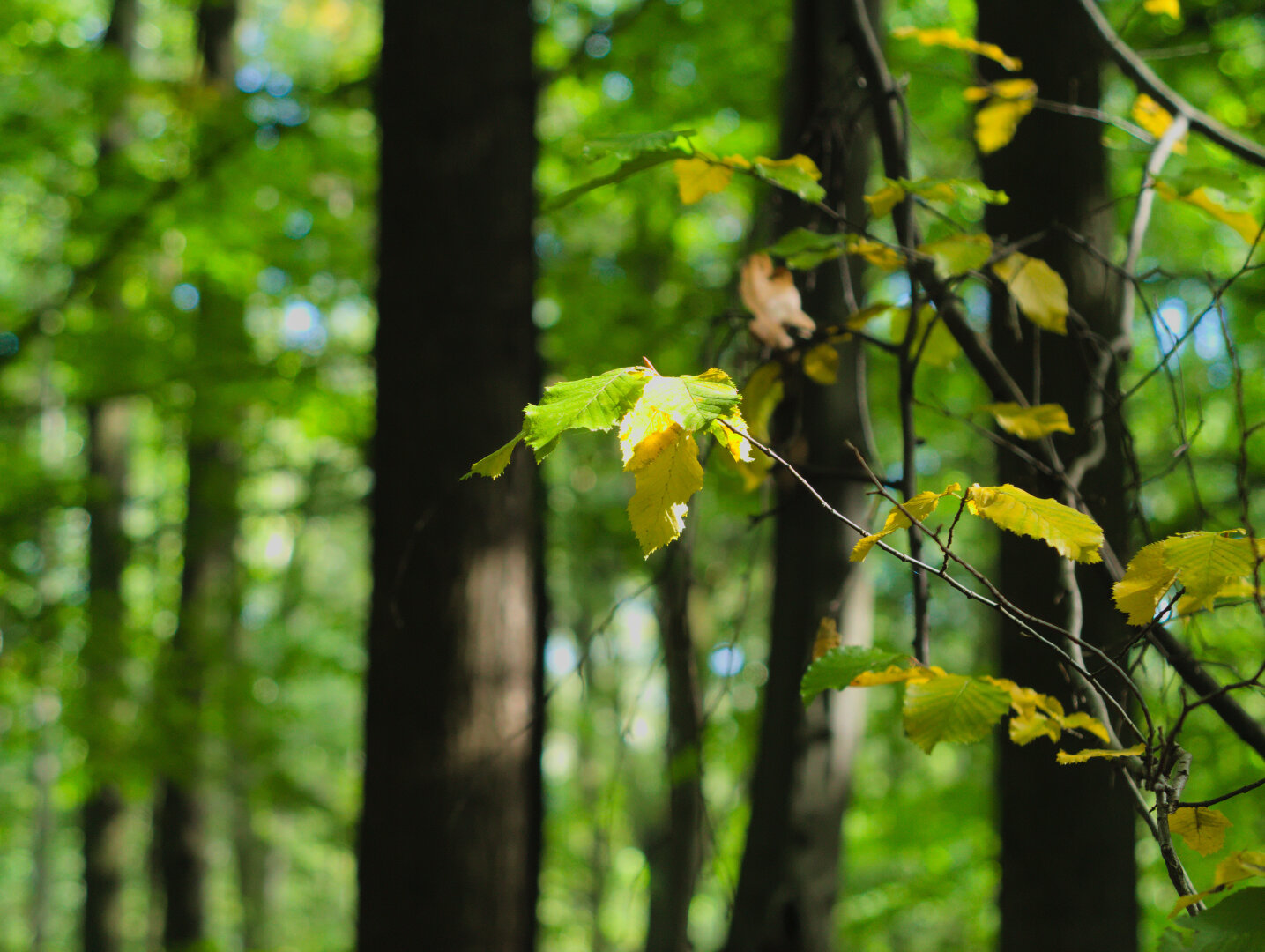 Beginning of autumn – forest in southern Poland