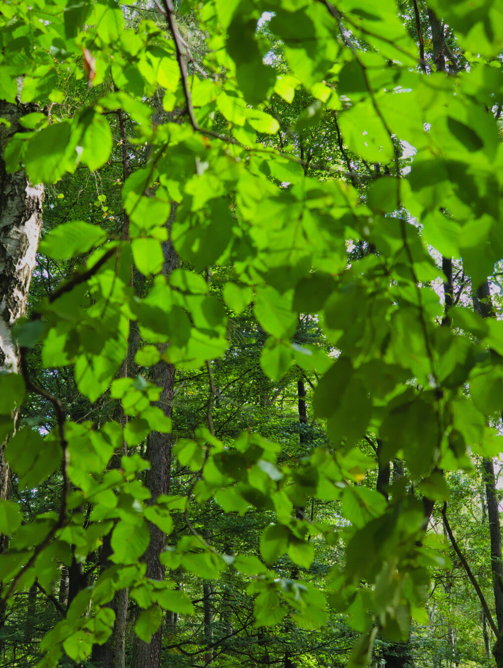 Beginning of autumn – forest in southern Poland