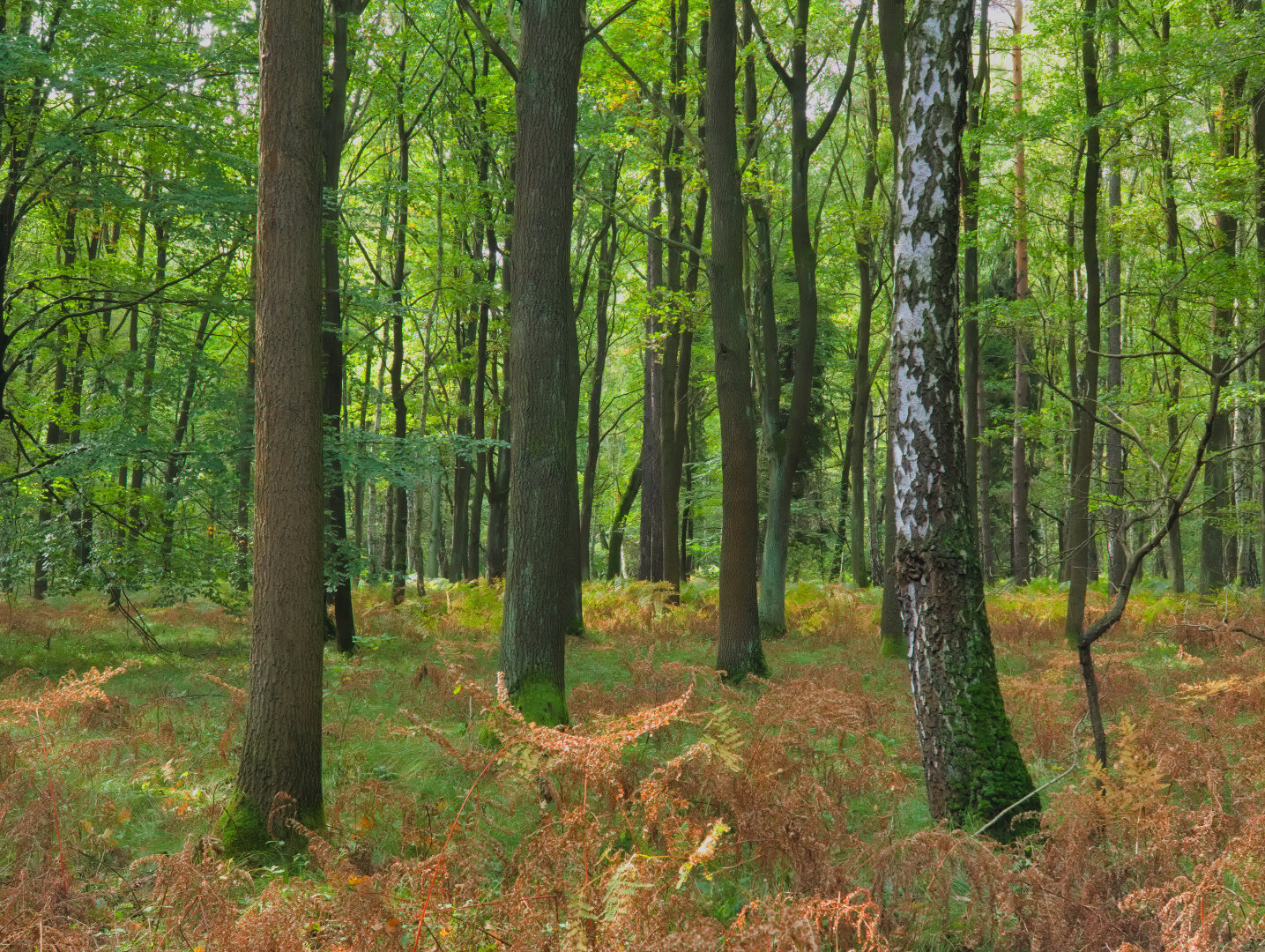 Beginning of autumn – forest in southern Poland