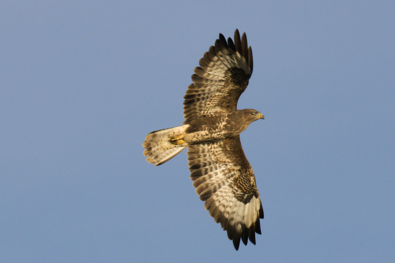 Common Buzzard (Buteo buteo)