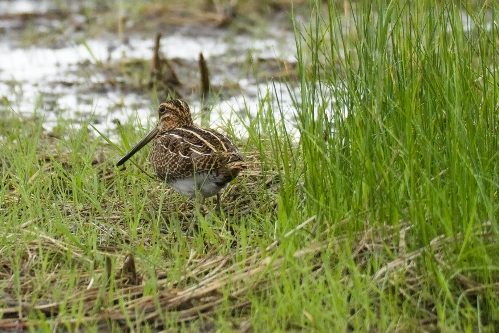 Common Snipe (Gallinago gallinago)