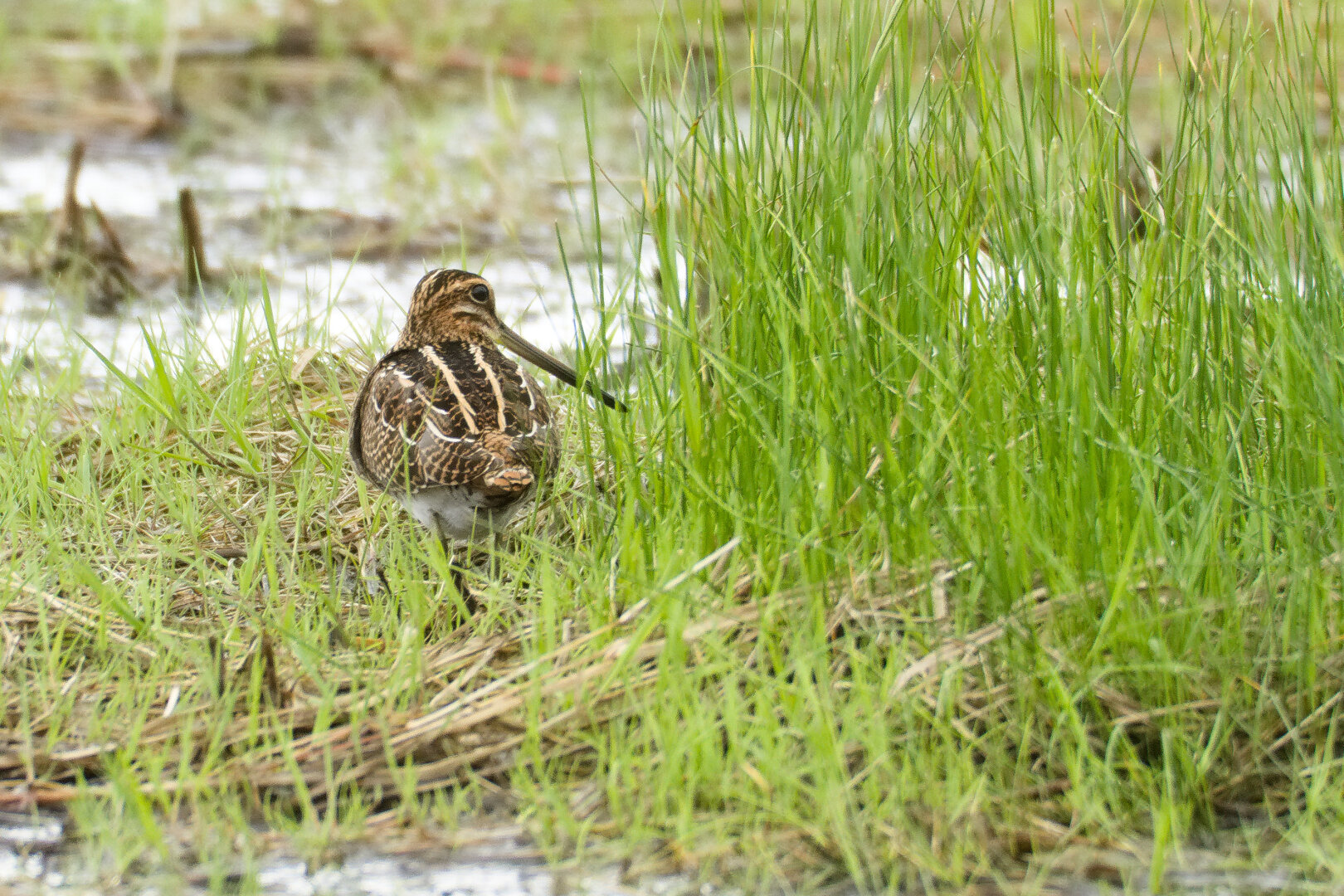 Common Snipe (Gallinago gallinago)
