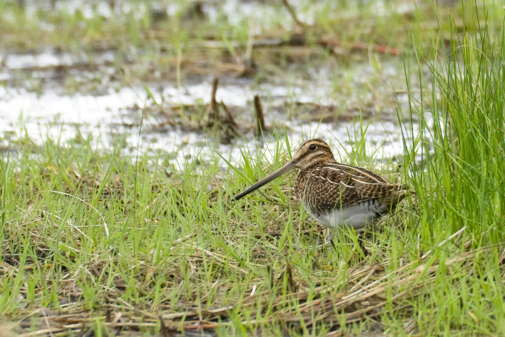 Common Snipe (Gallinago gallinago)