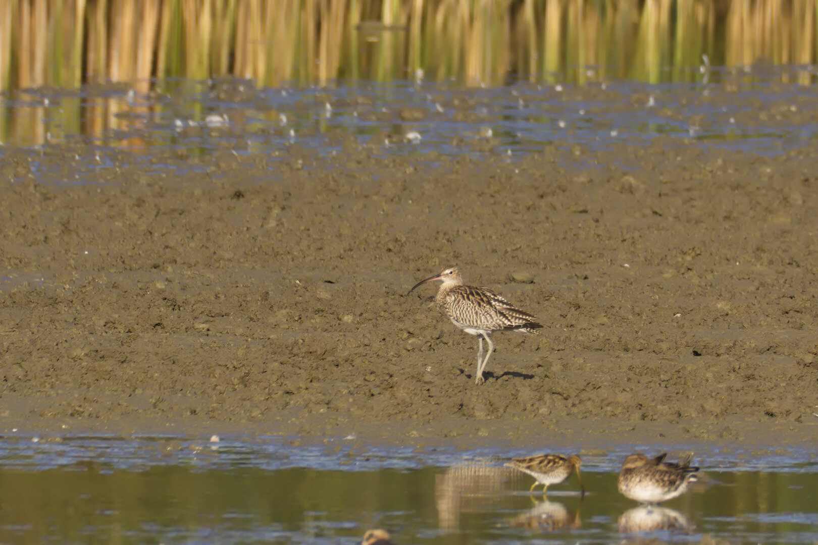 Eurasian Curlews (Numenius arquata)