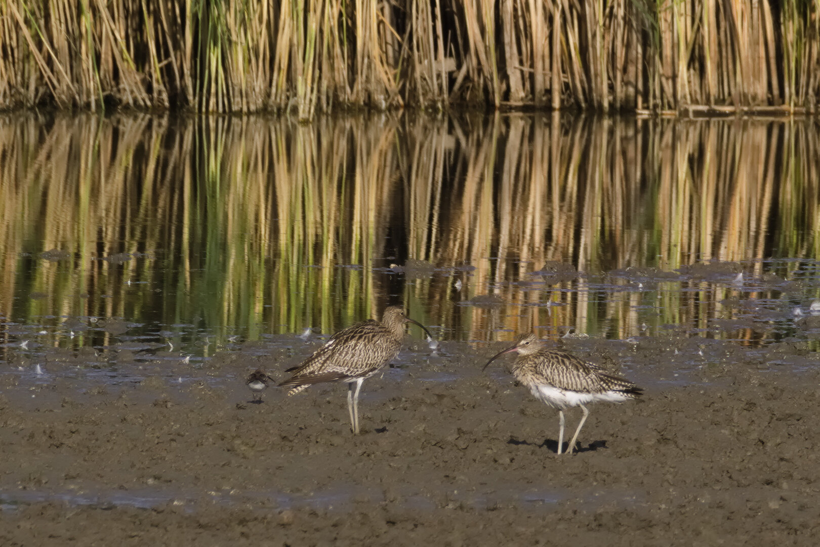 Eurasian Curlews (Numenius arquata)