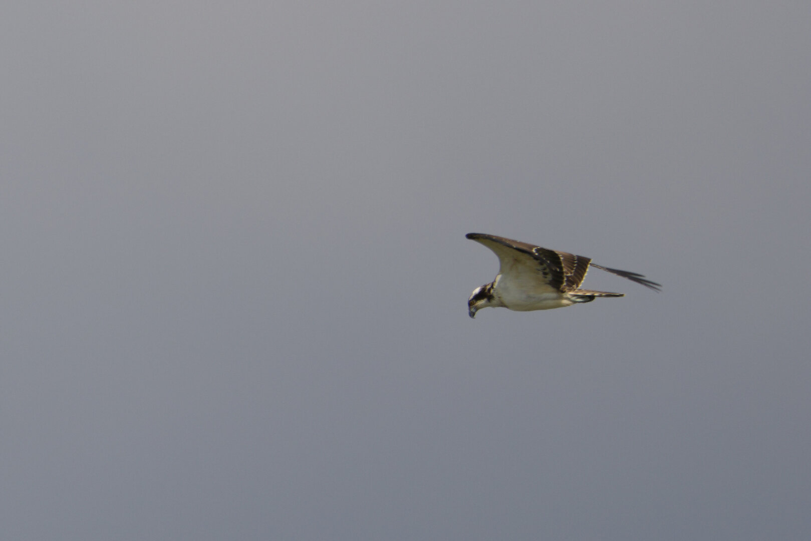 Osprey (Pandion haliaetus) in flight