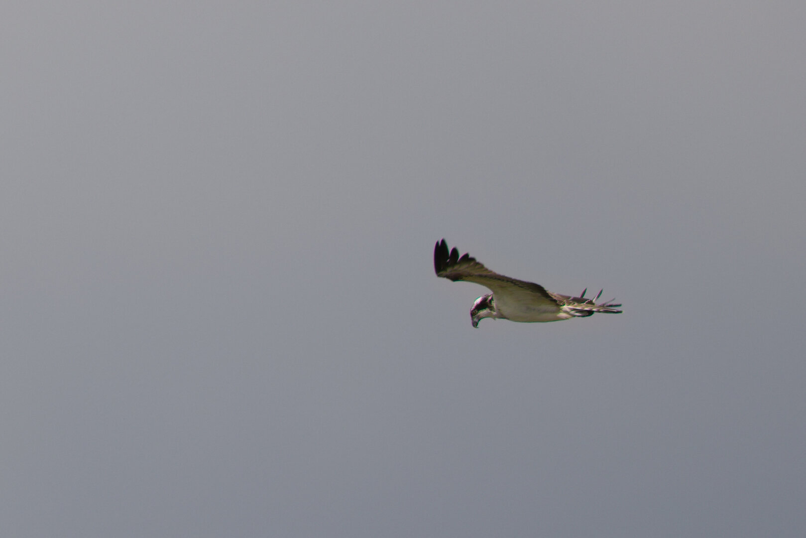 Osprey (Pandion haliaetus) in flight