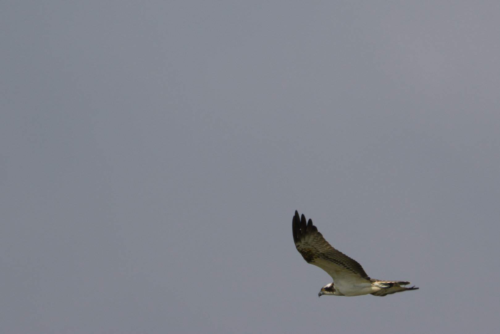 Osprey (Pandion haliaetus) in flight
