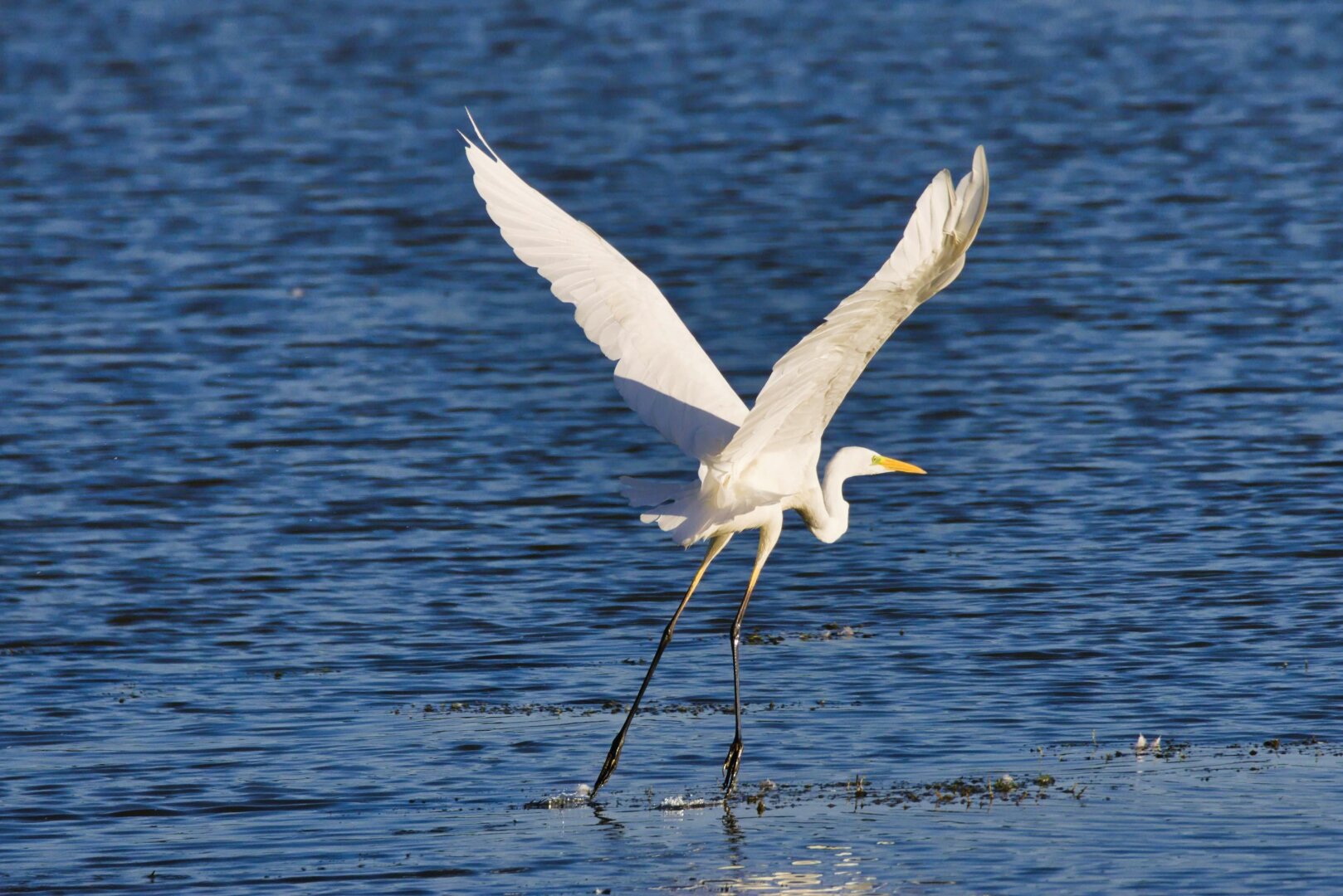 Great Egret (Ardea alba)