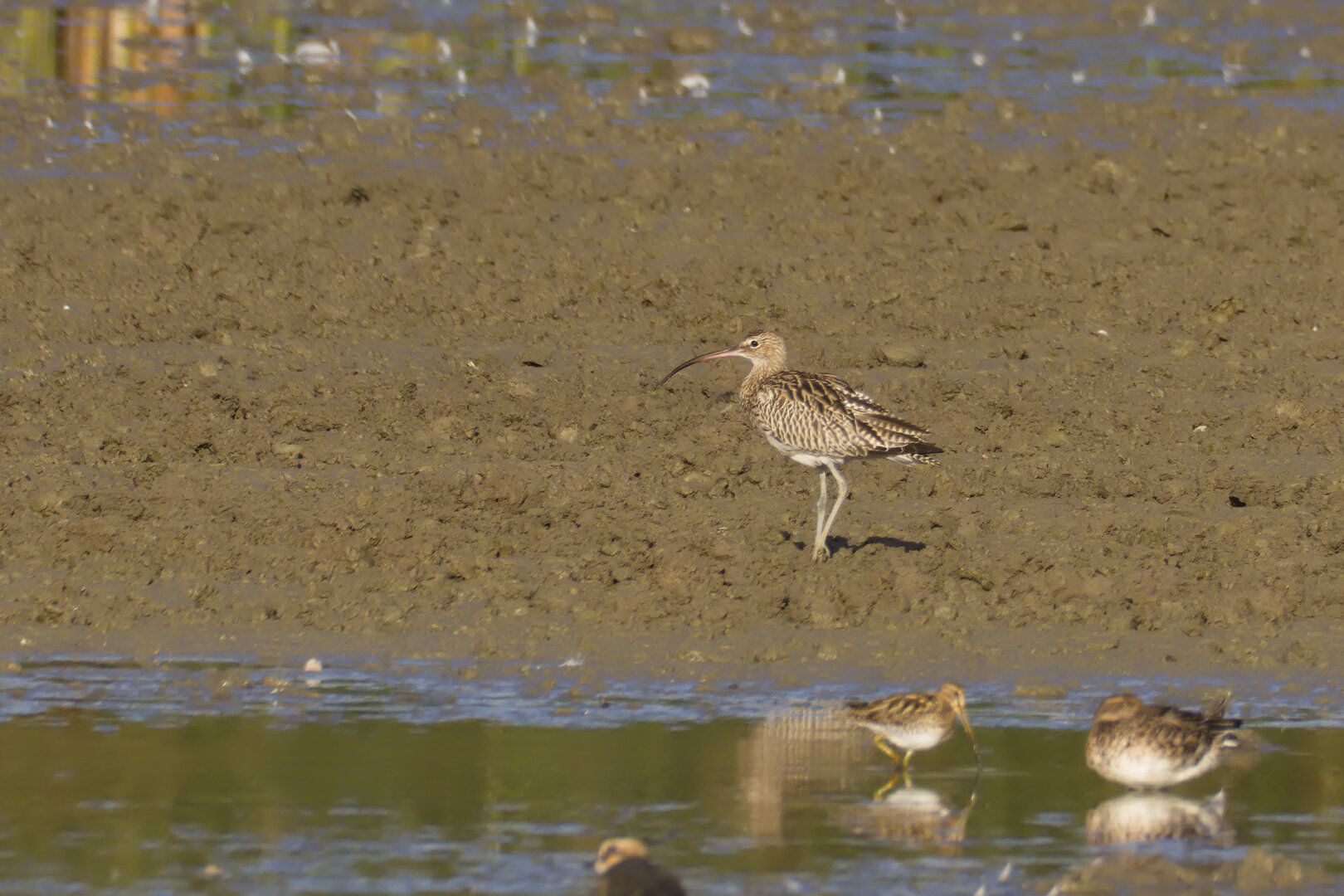 Eurasian Curlews (Numenius arquata)