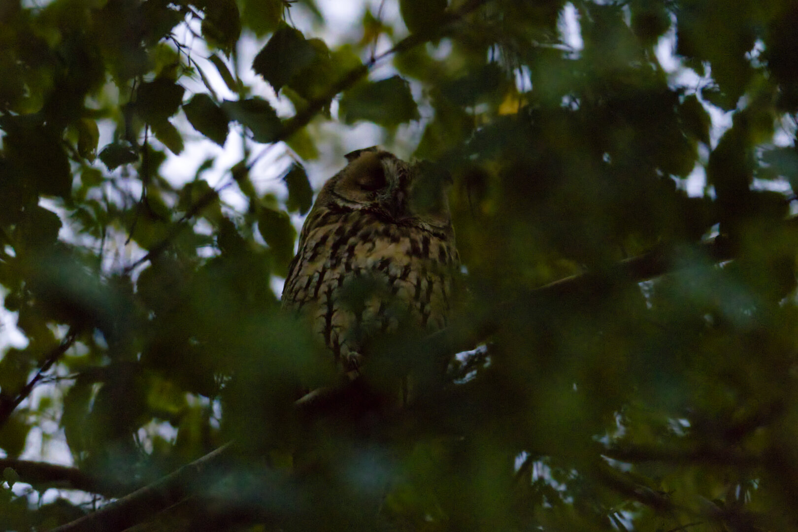 long-eared owl (Asio otus), spotted at dusk today