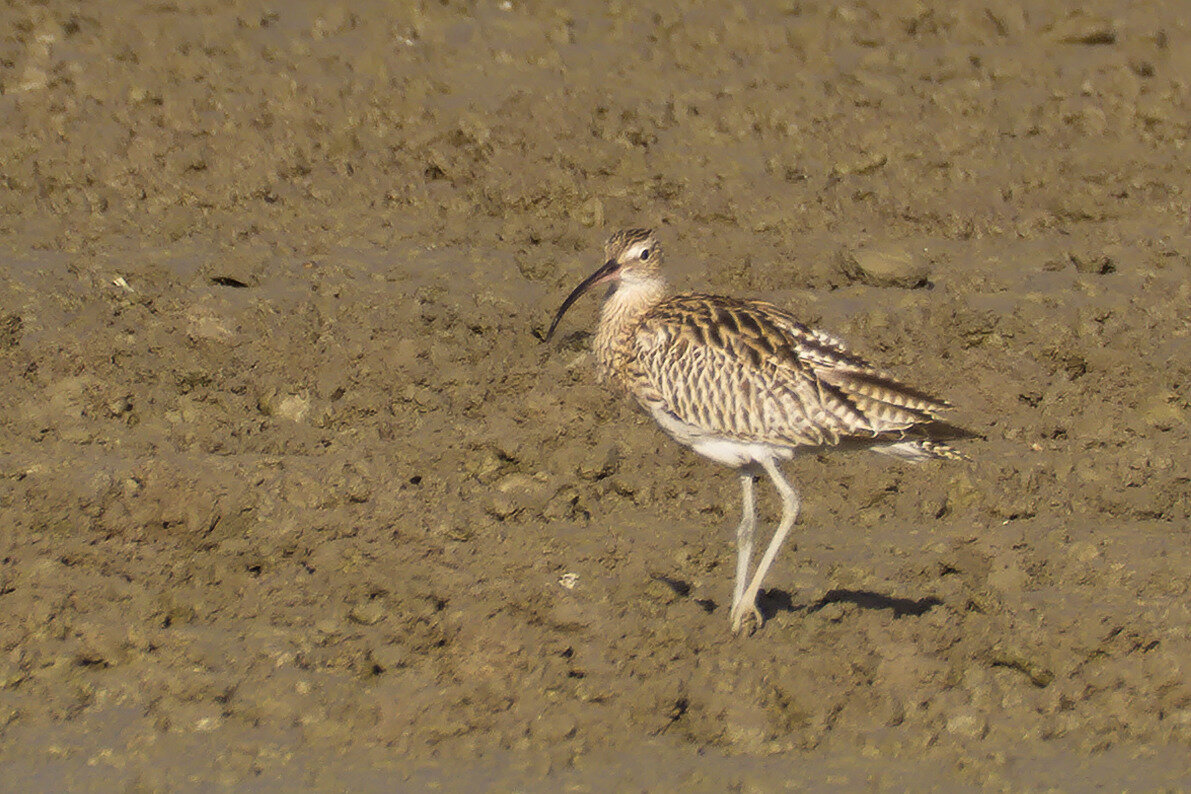 Eurasian Curlews (Numenius arquata)