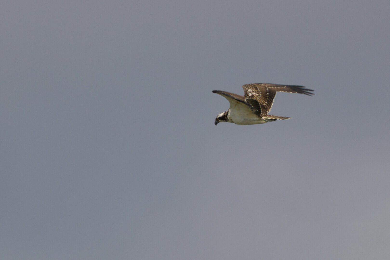 Osprey (Pandion haliaetus) in flight