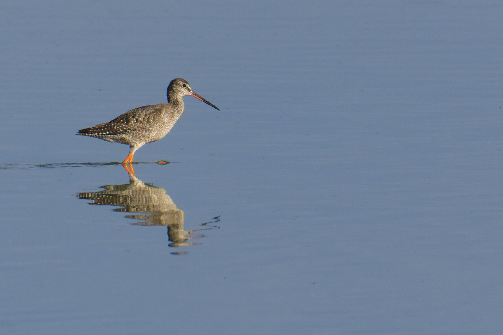 Spotted Redshank (Tringa erythropus) 🪶