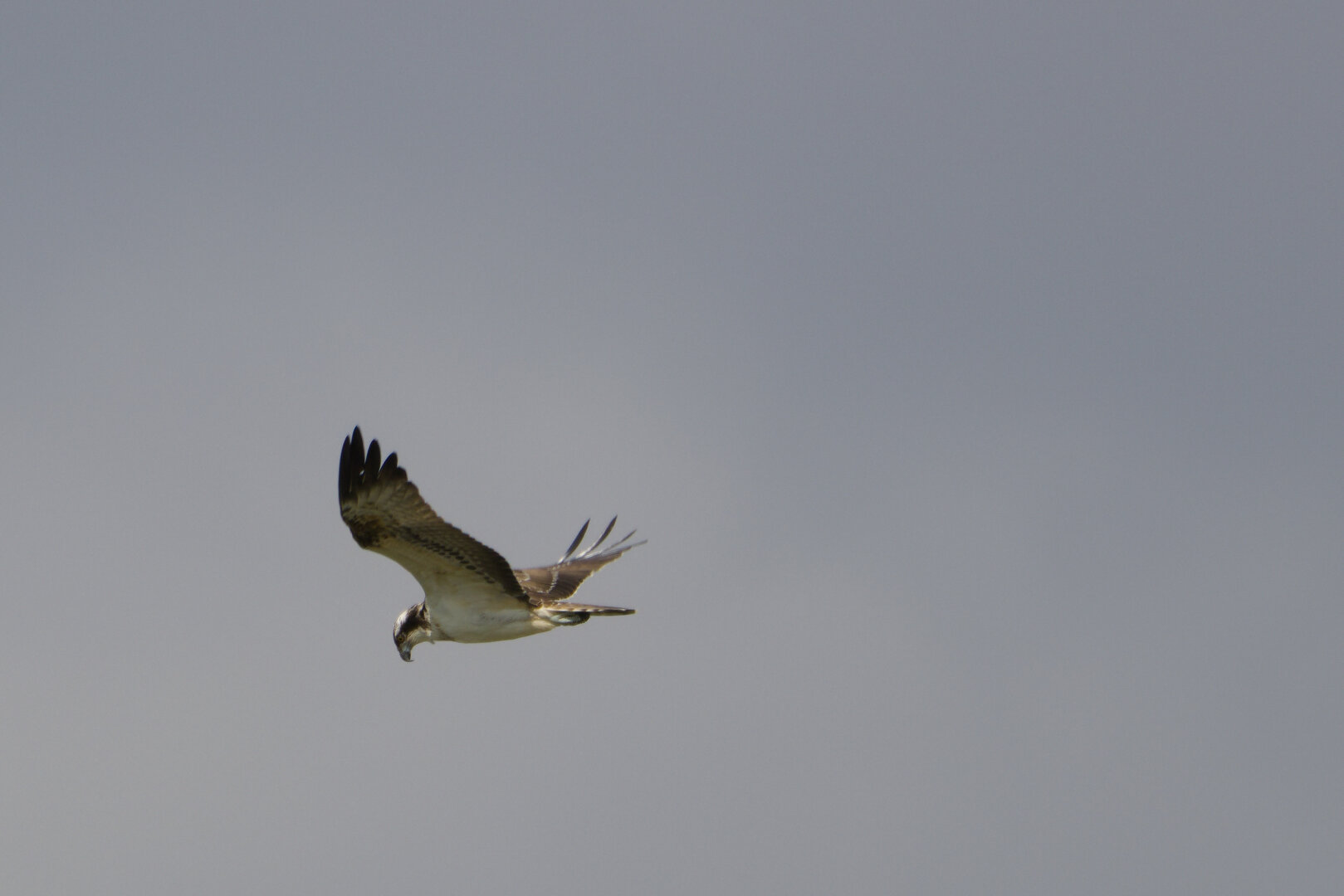 Osprey (Pandion haliaetus) in flight
