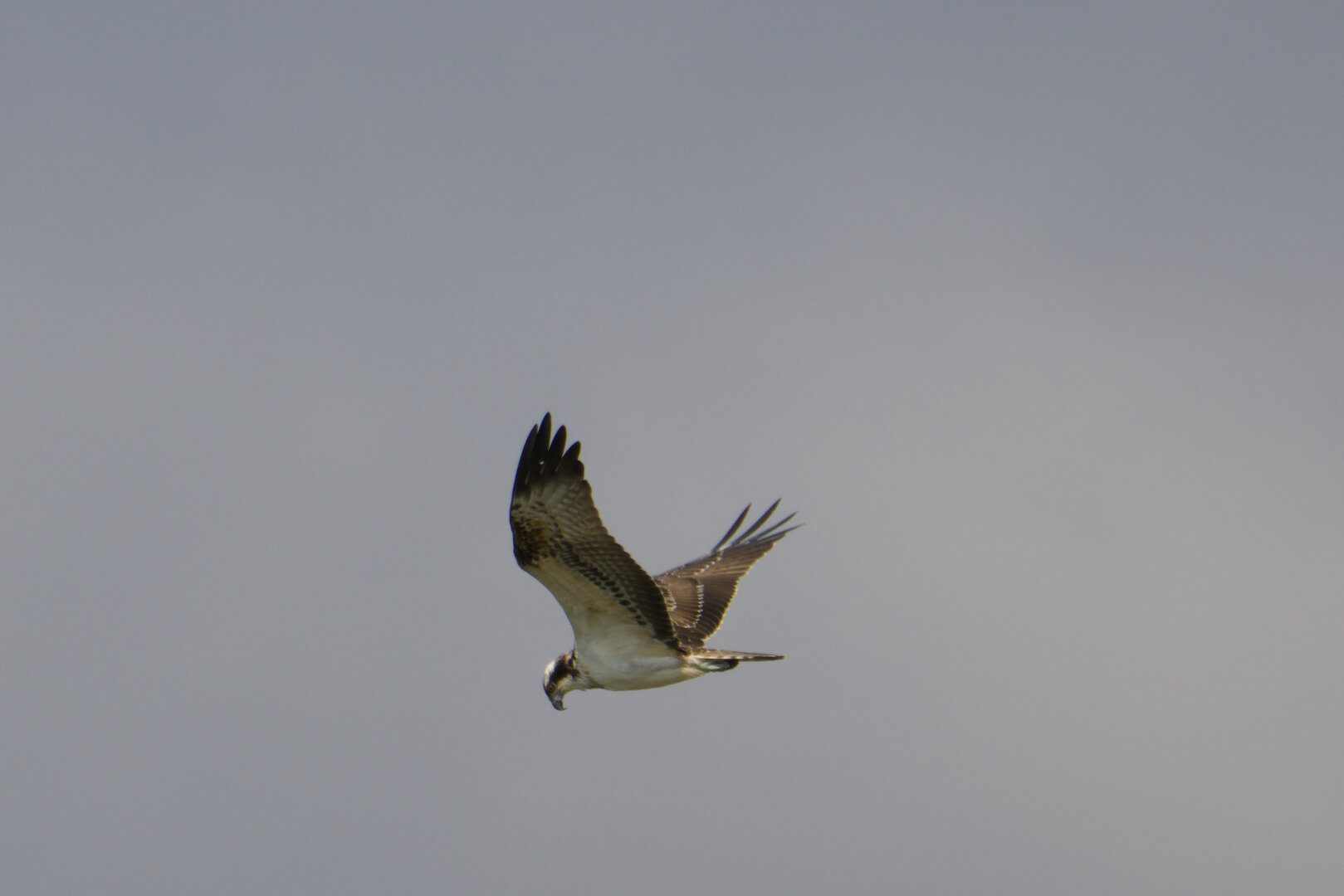 Osprey (Pandion haliaetus) in flight