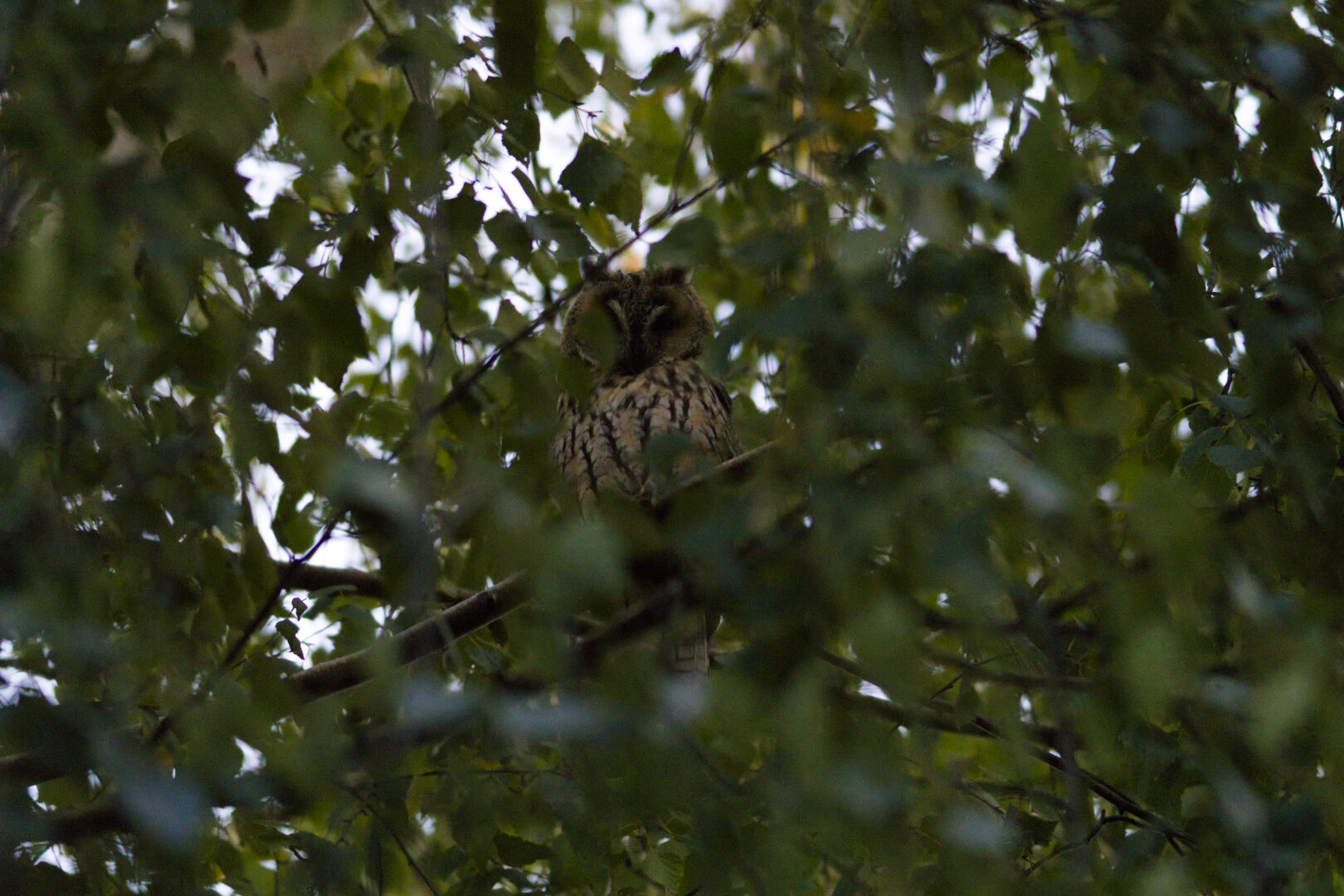 long-eared owl (Asio otus), spotted at dusk today