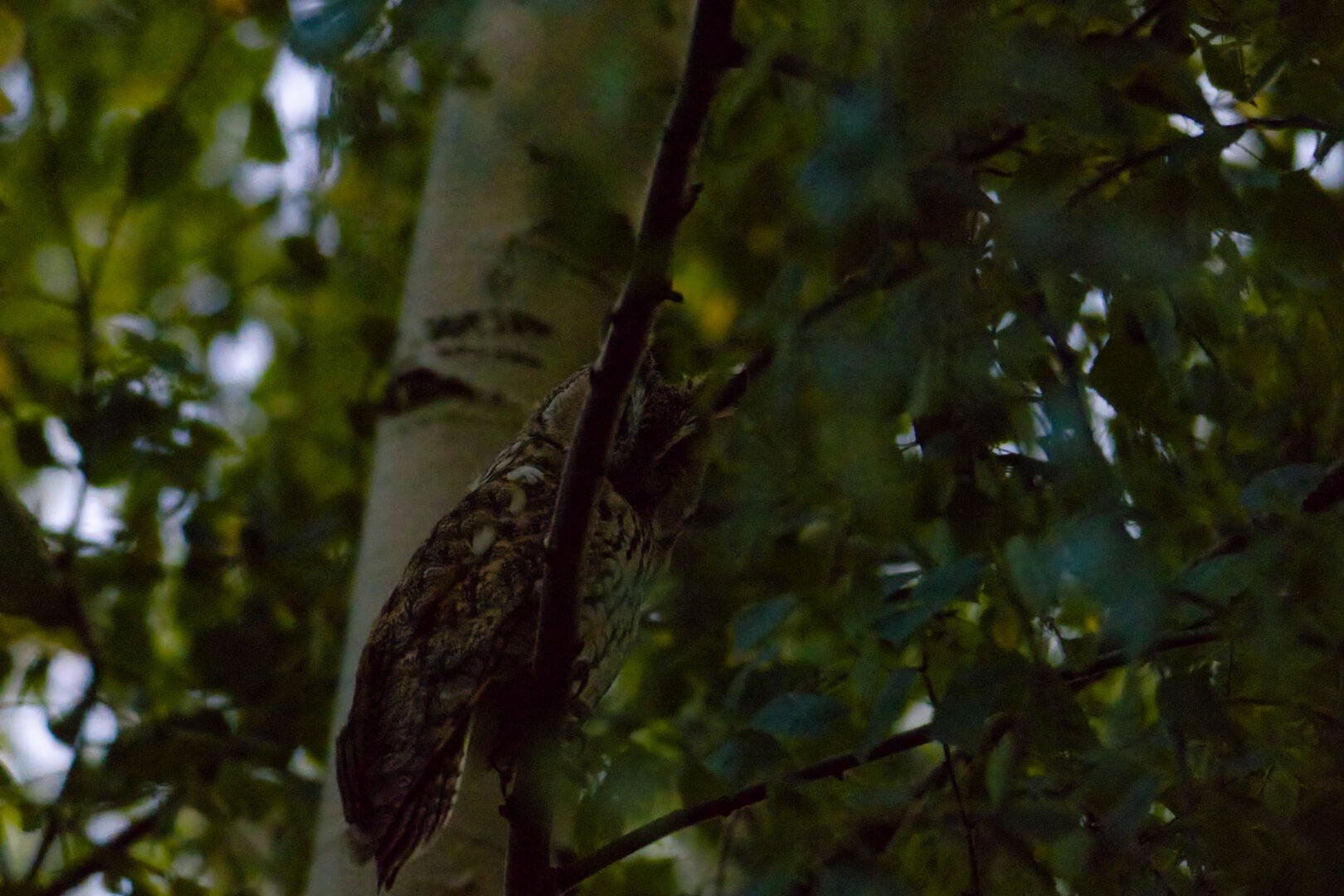 long-eared owl (Asio otus), spotted at dusk today
