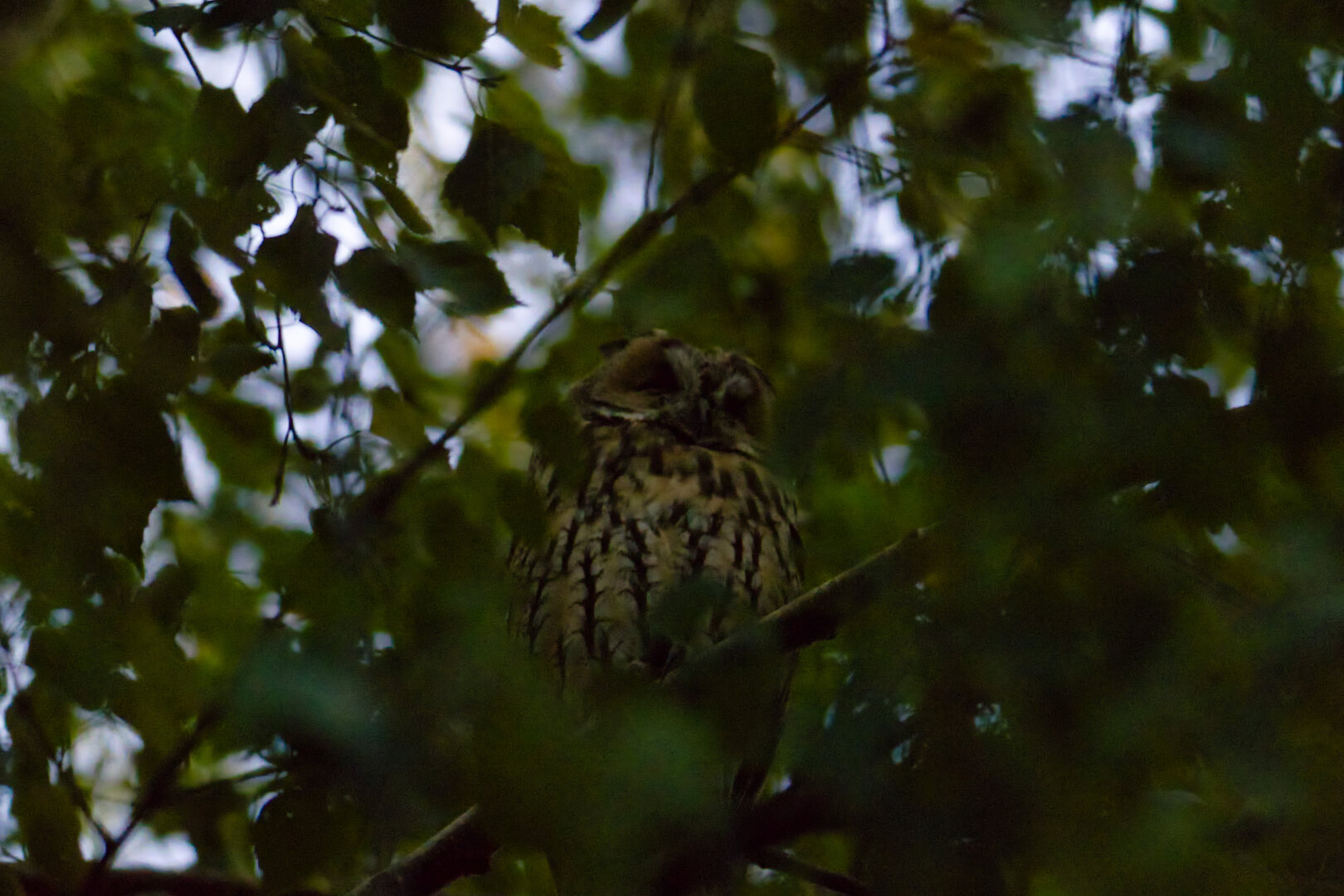 long-eared owl (Asio otus), spotted at dusk today