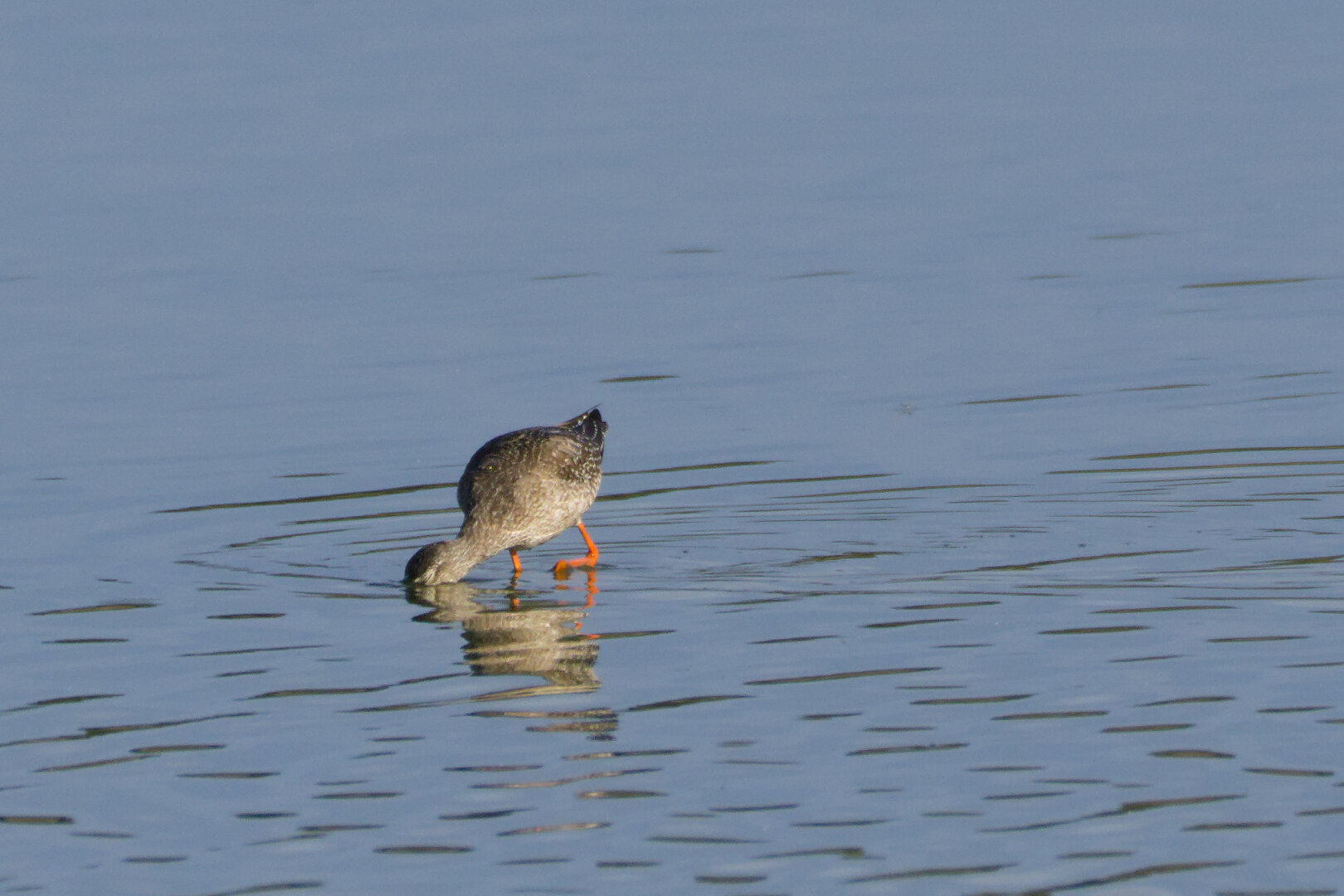 Spotted Redshank (Tringa erythropus) 🪶