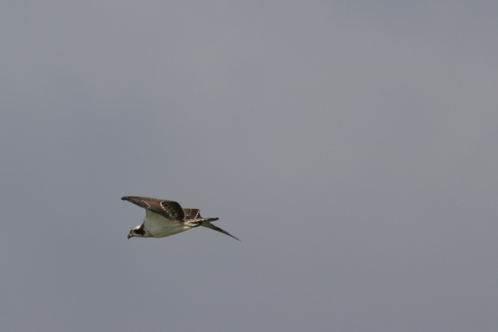Osprey (Pandion haliaetus) in flight