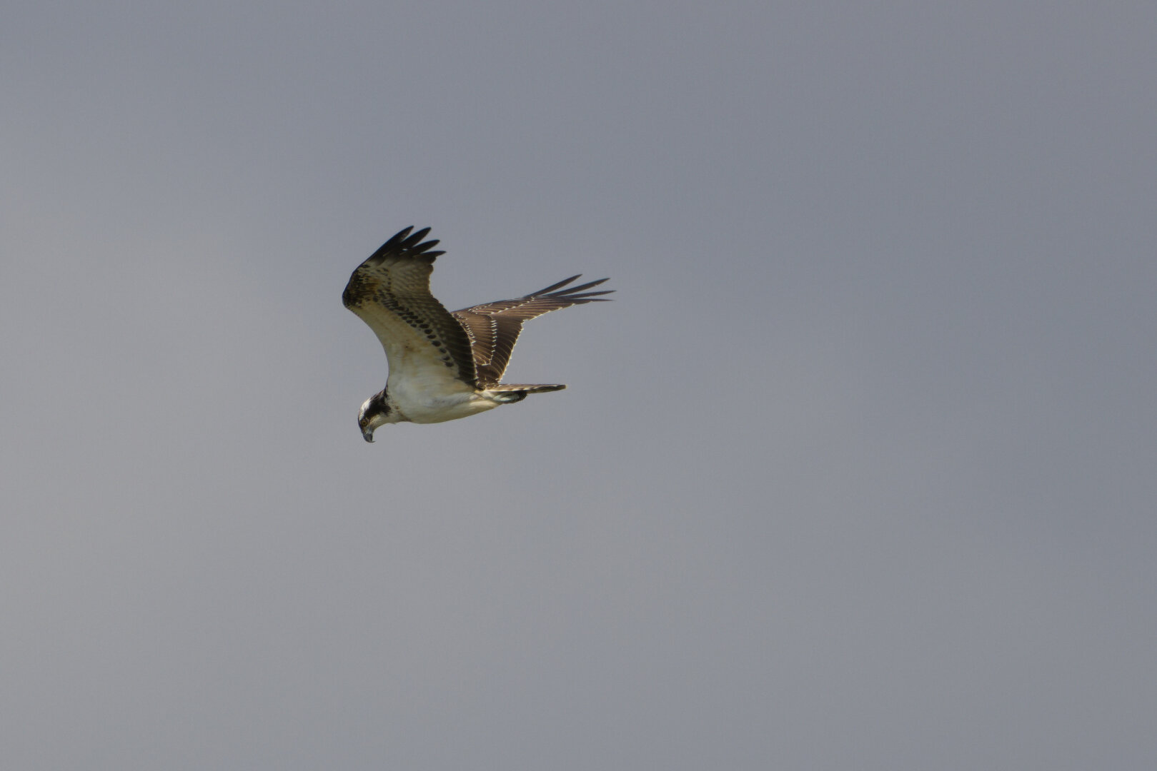 Osprey (Pandion haliaetus) in flight