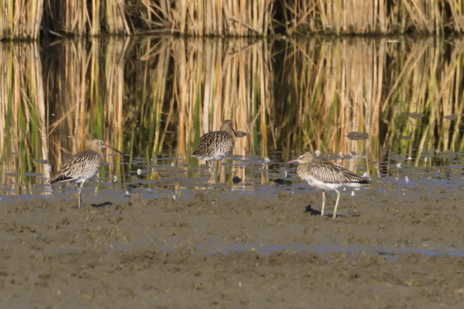 Eurasian Curlews (Numenius arquata)