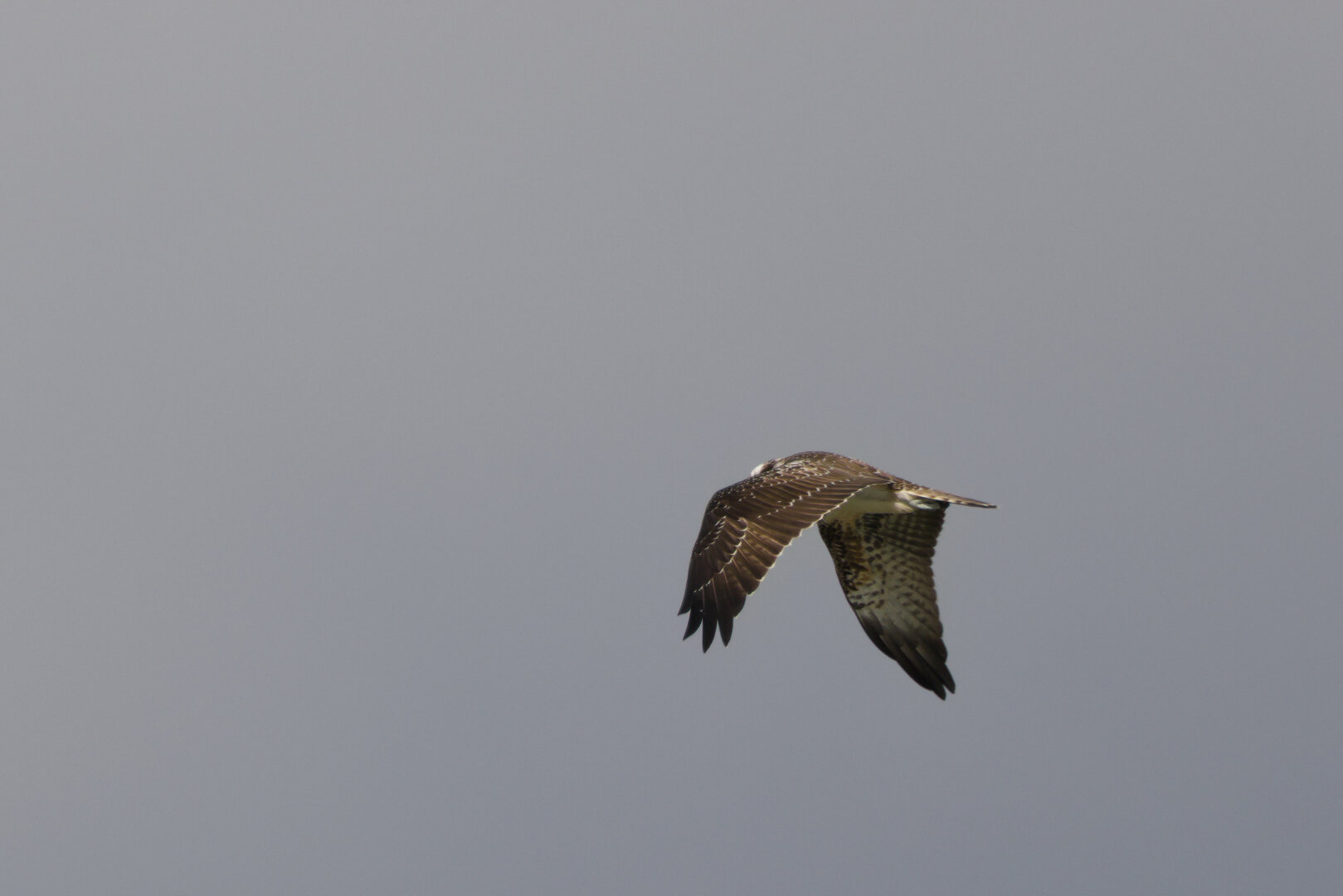 Osprey (Pandion haliaetus) in flight
