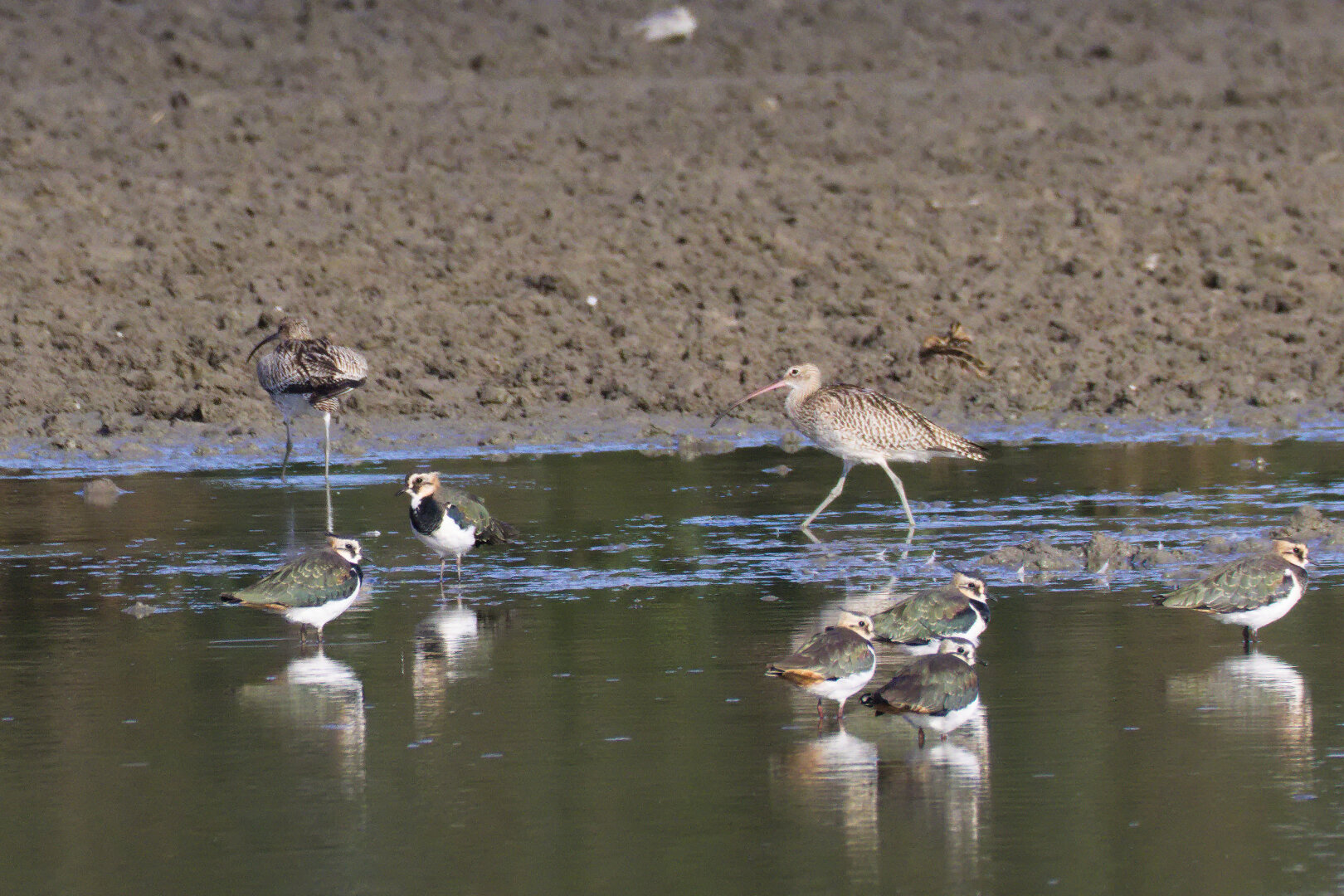 Eurasian Curlews (Numenius arquata)