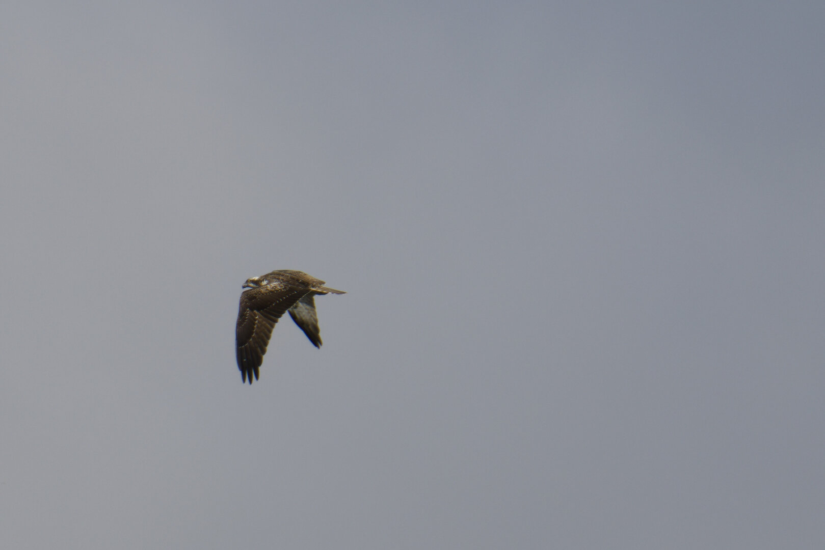 Osprey (Pandion haliaetus) in flight