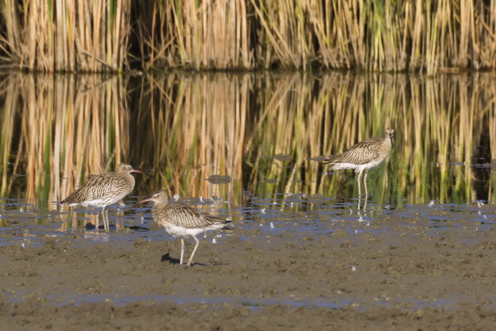 Eurasian Curlews (Numenius arquata)
