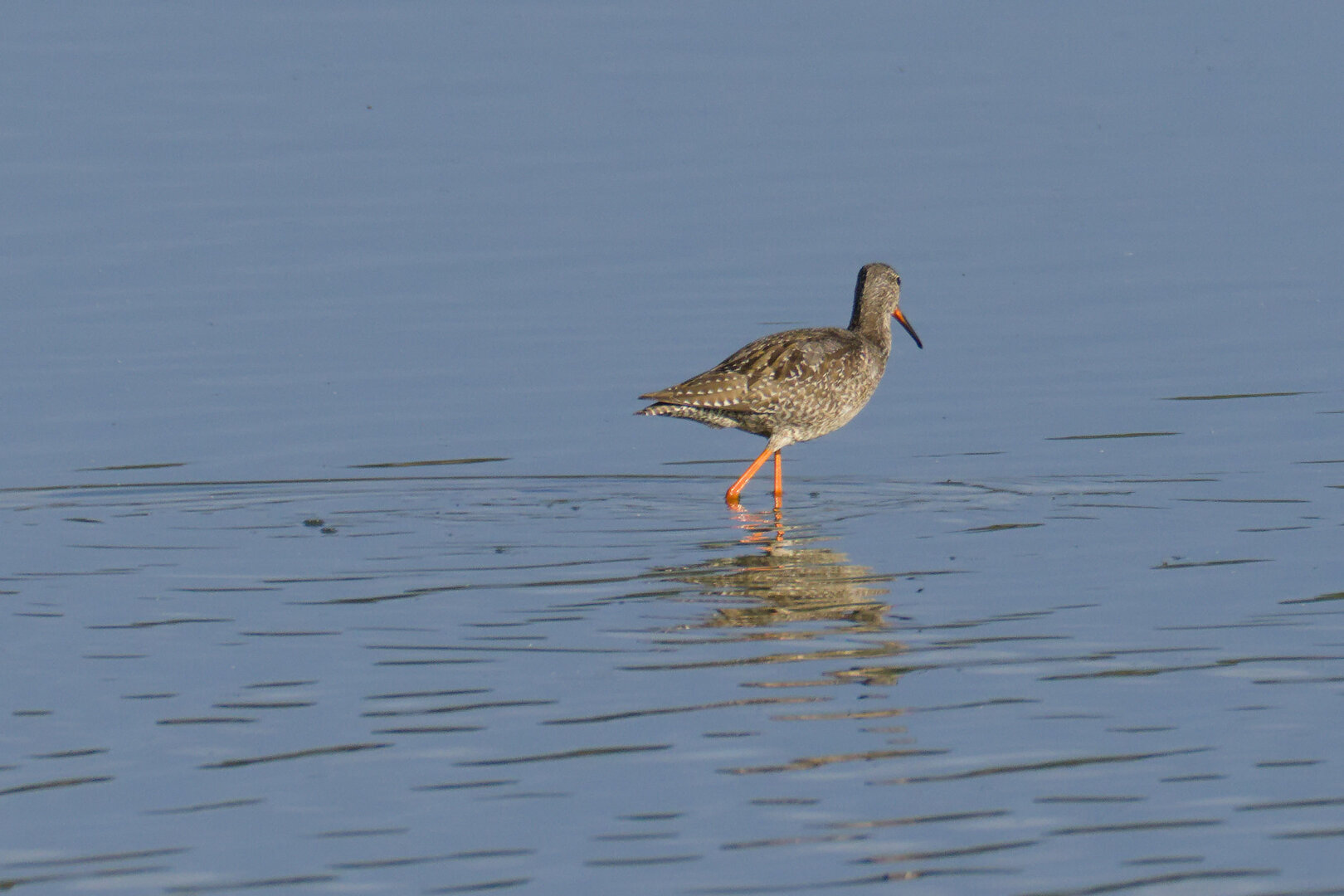 Spotted Redshank (Tringa erythropus) 🪶