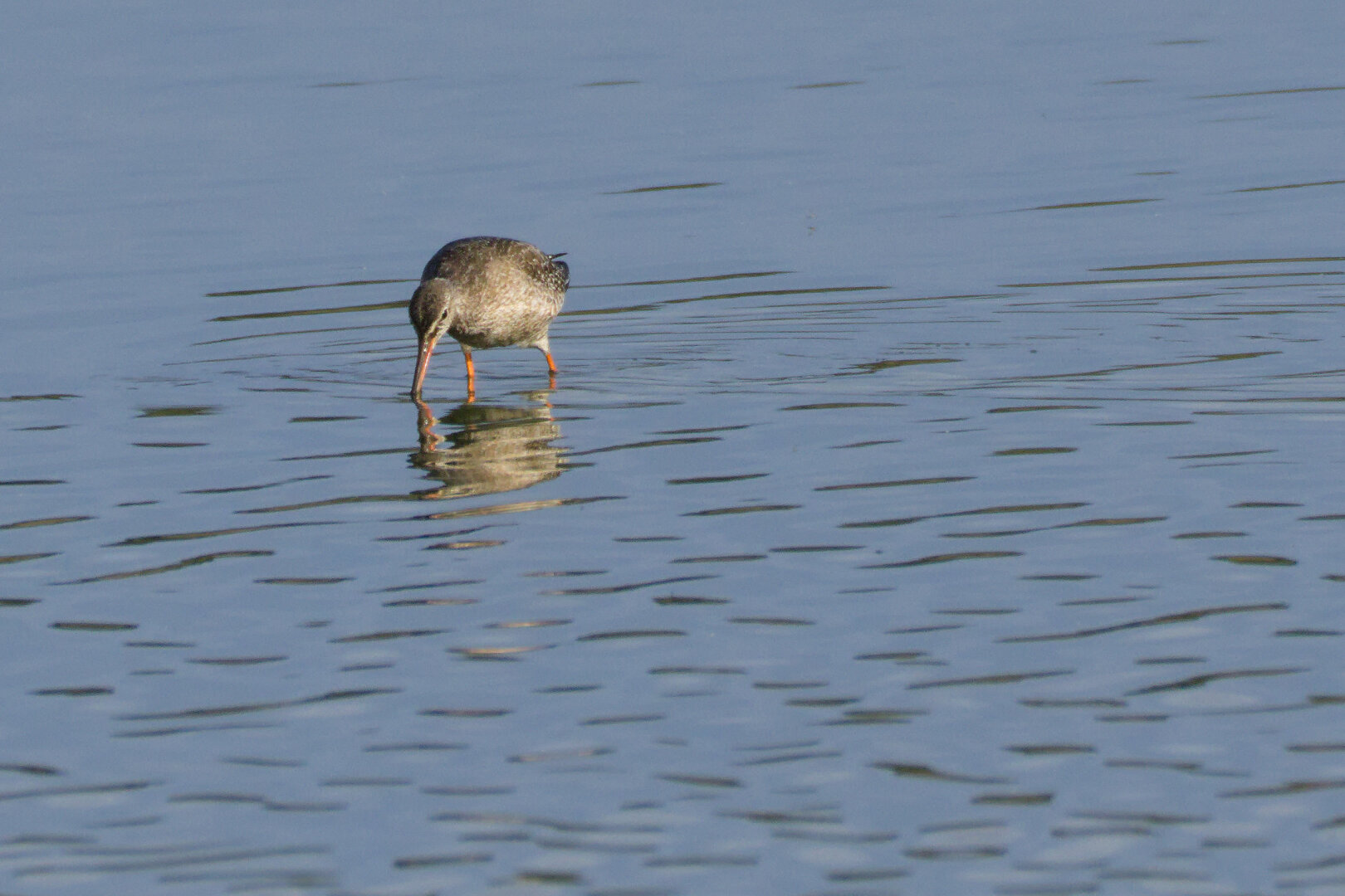 Spotted Redshank (Tringa erythropus) 🪶