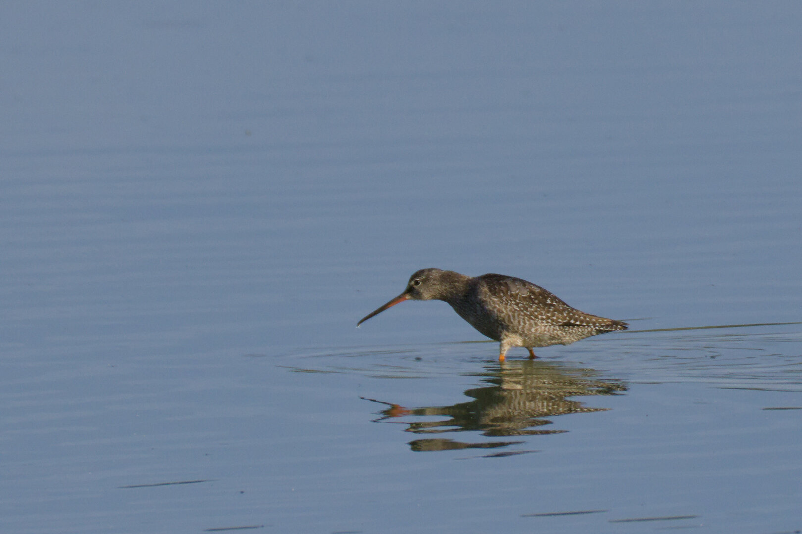 Spotted Redshank (Tringa erythropus) 🪶