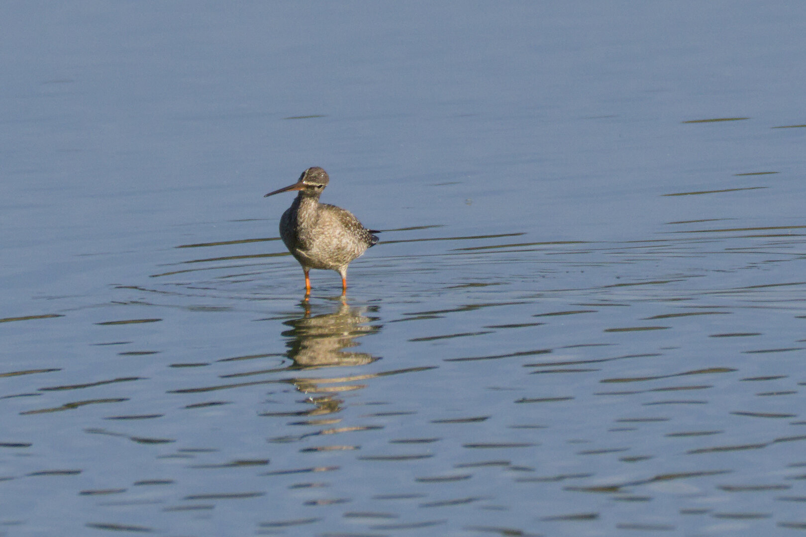 Spotted Redshank (Tringa erythropus) 🪶